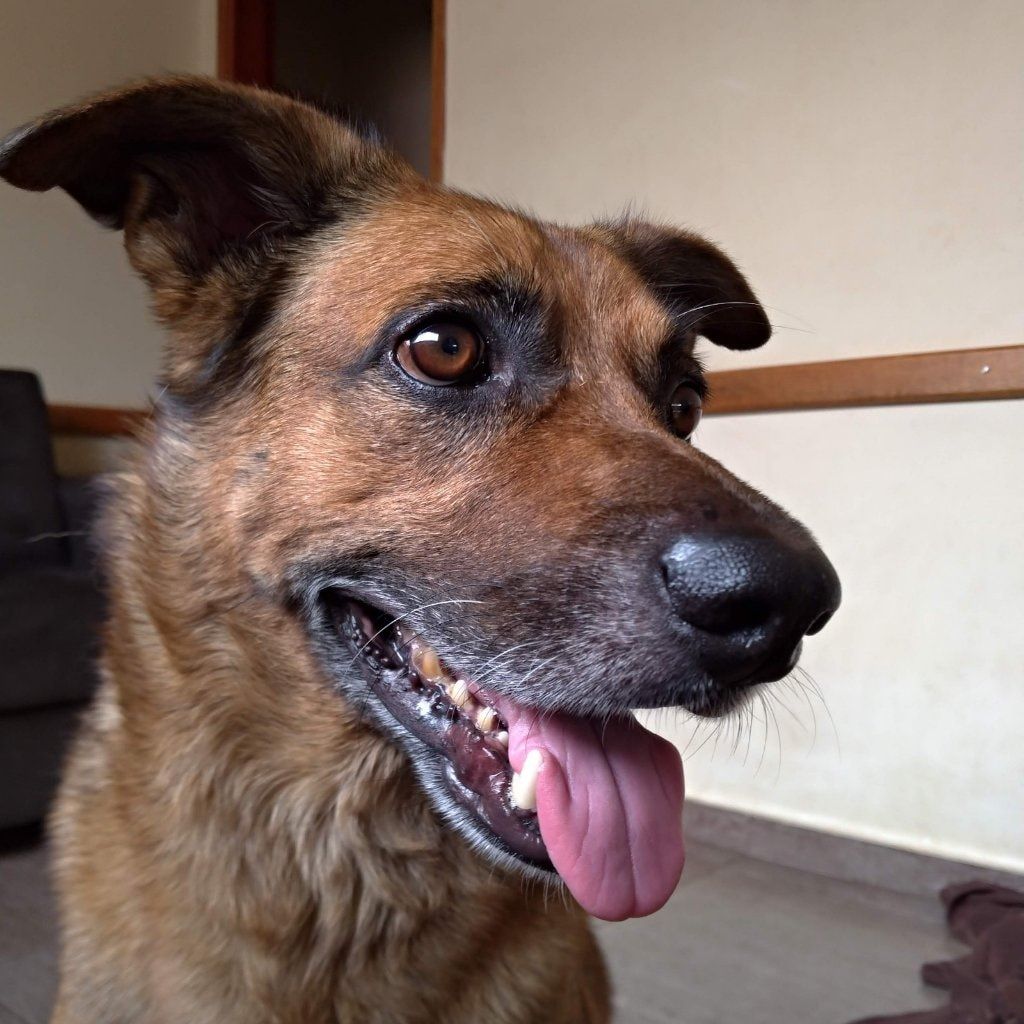 Boni