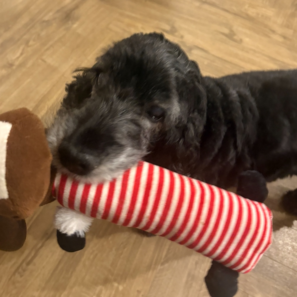Fergus
