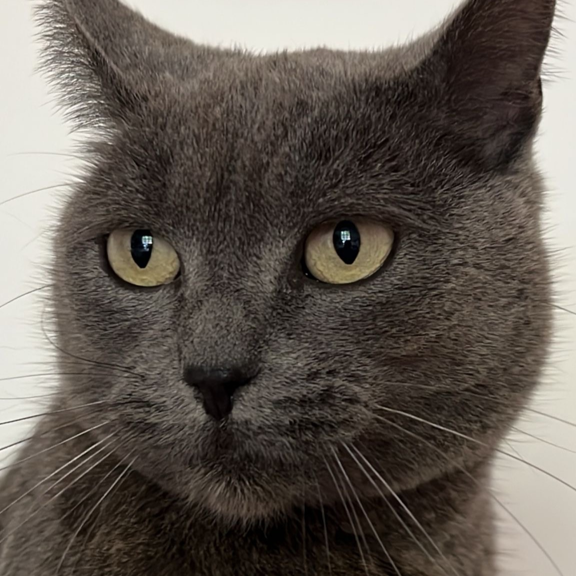 Calypso 