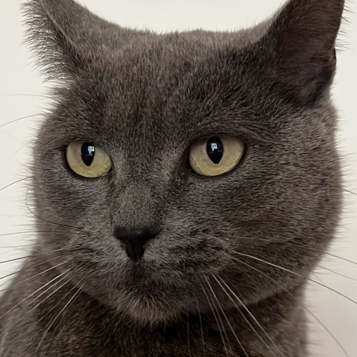 Calypso