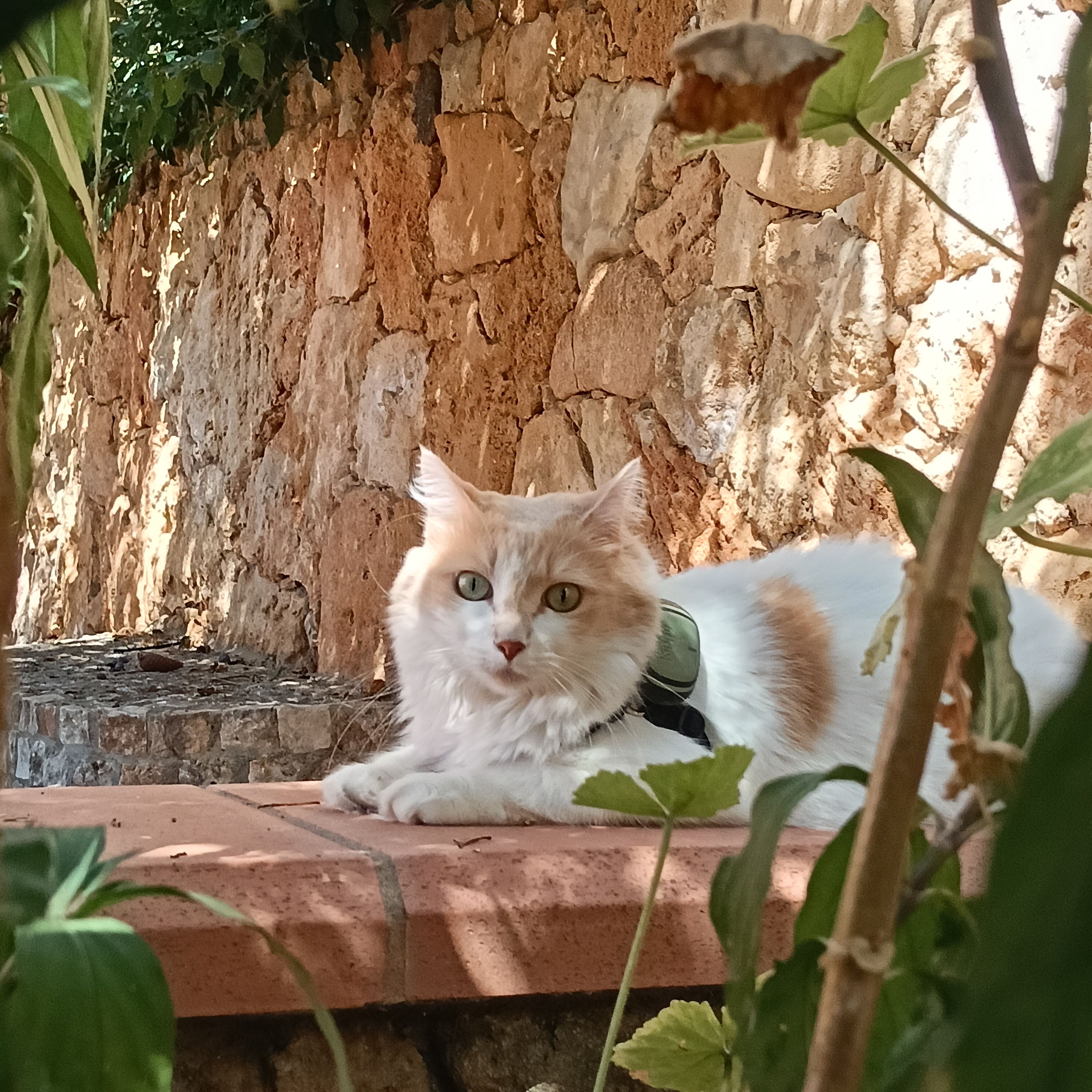 Mozia