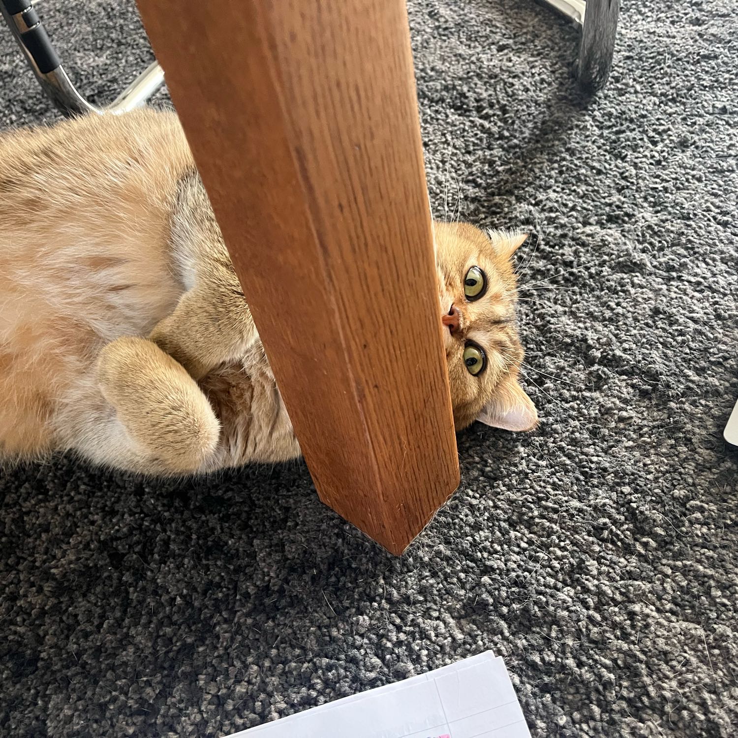 Fred 