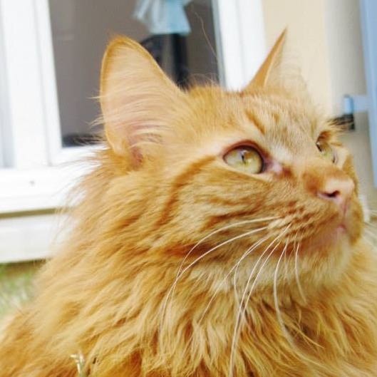 Simba