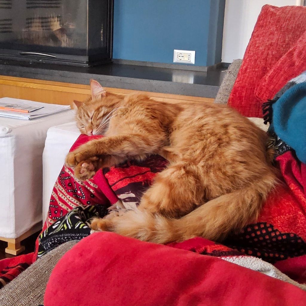 Simba