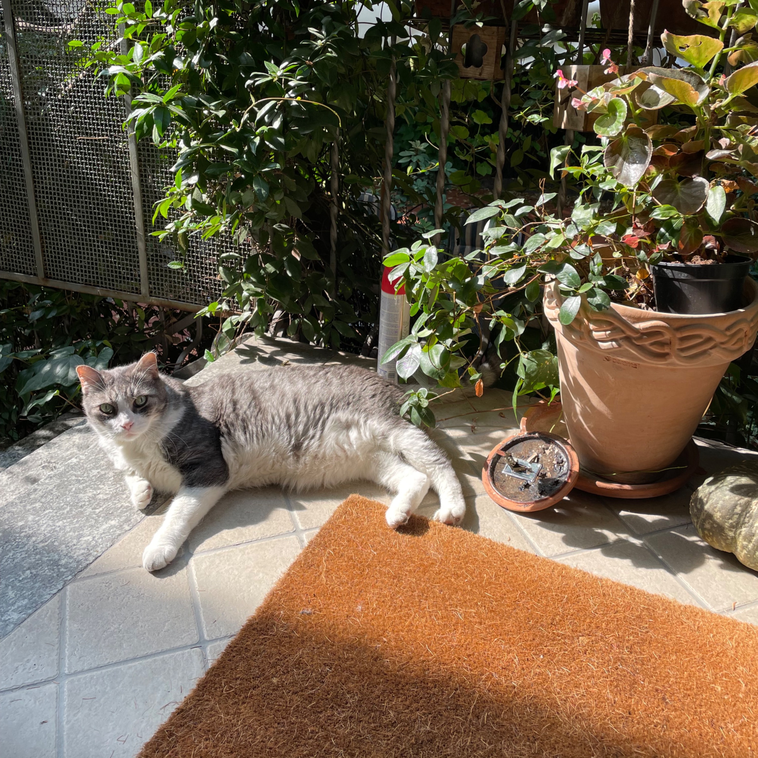 Ciccio 