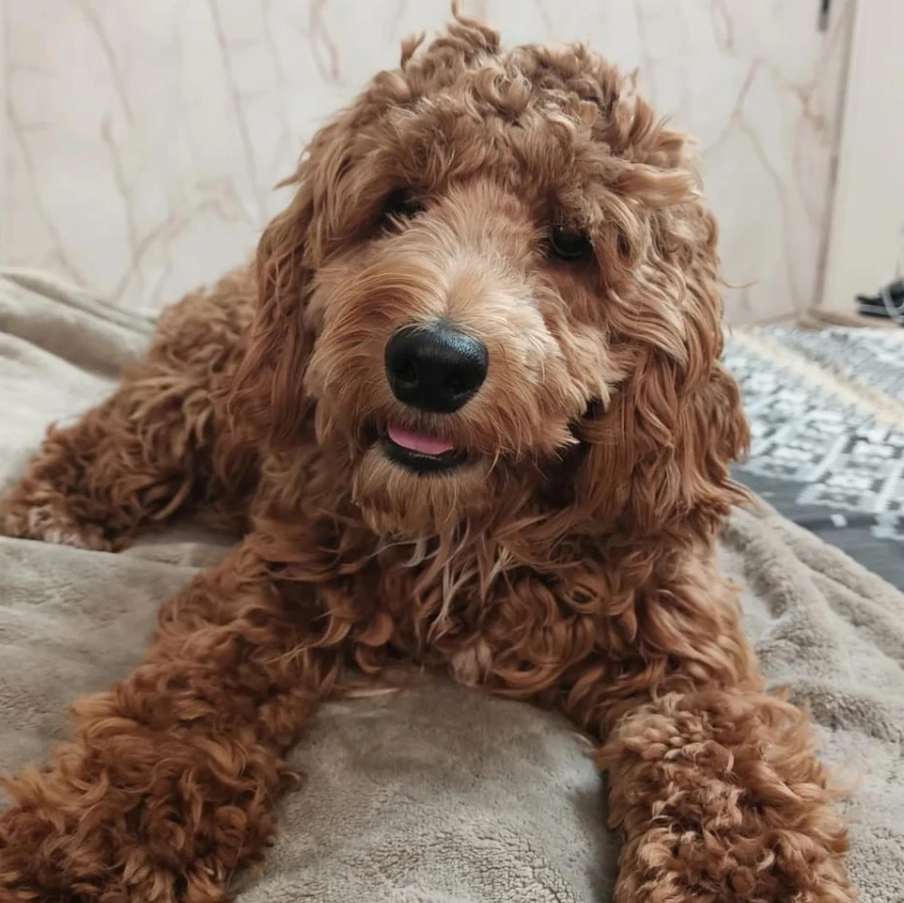 Koko