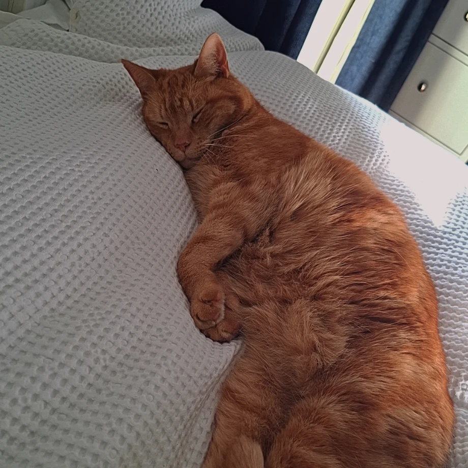 Simba