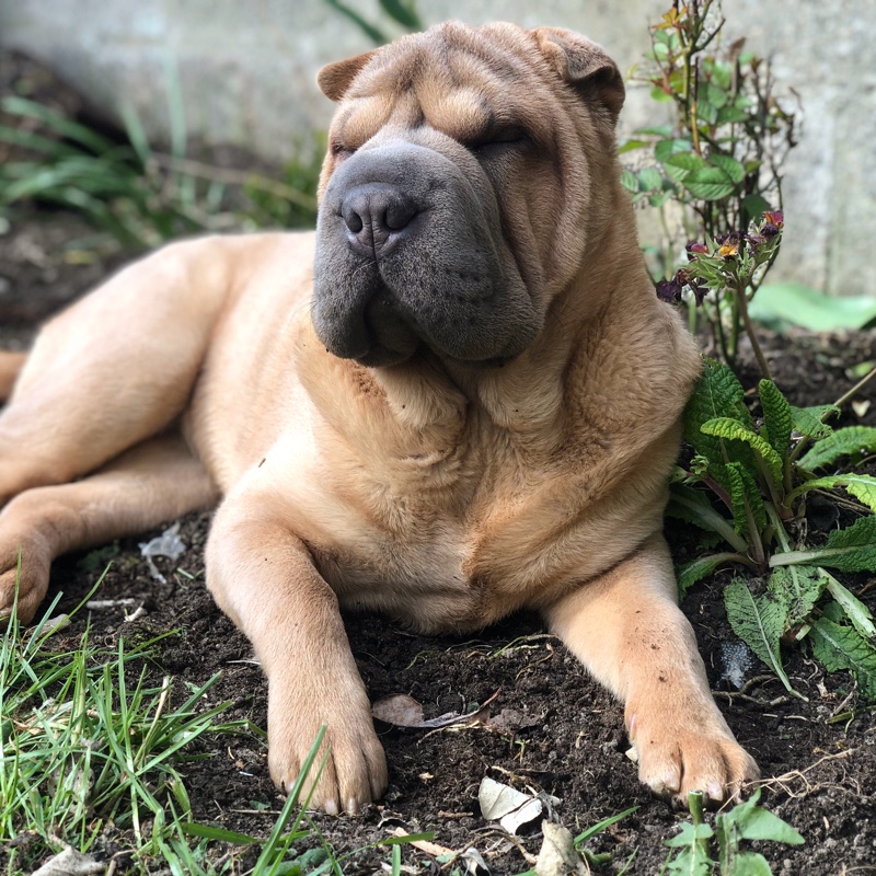 Ruby