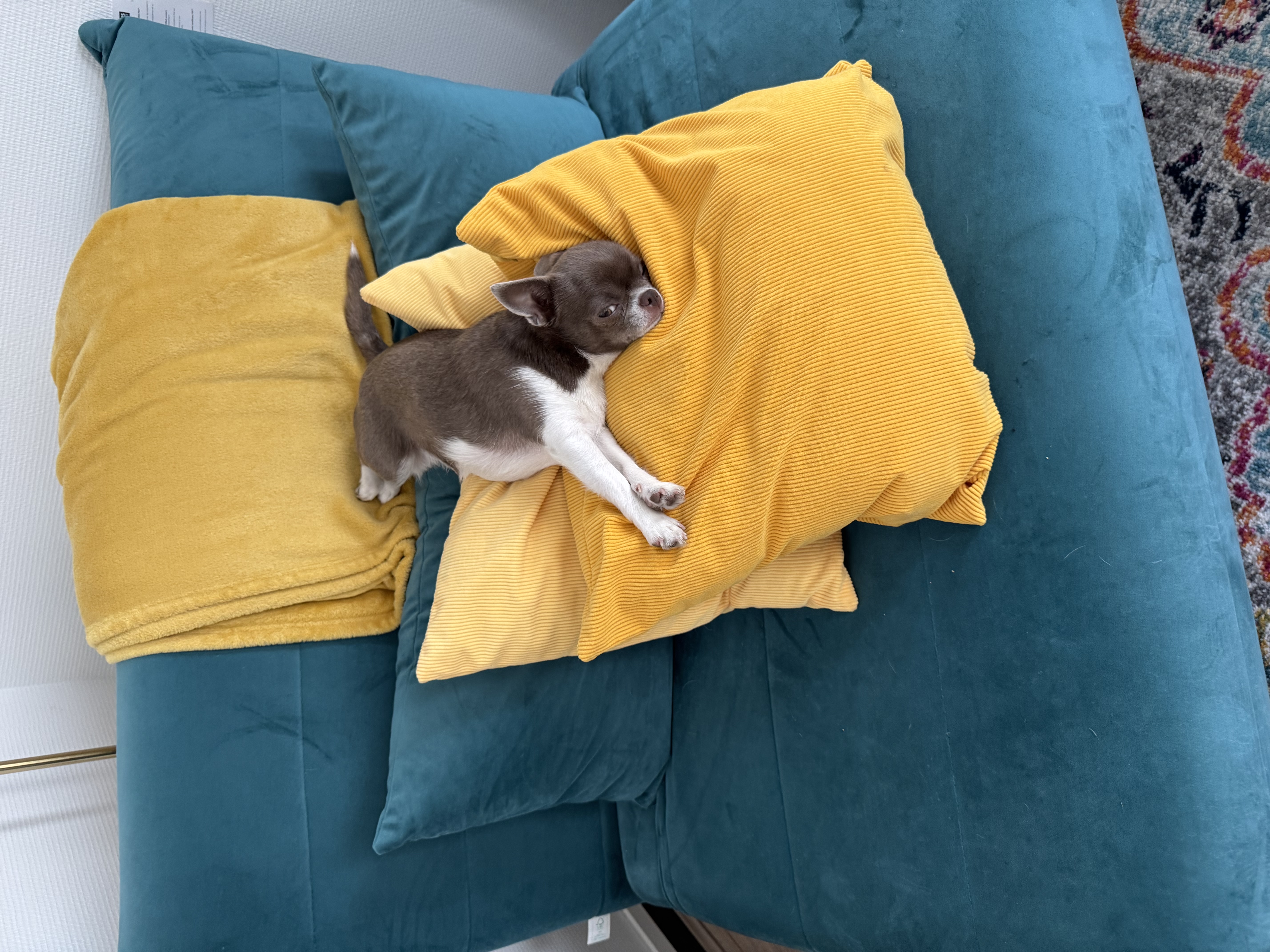 image-12