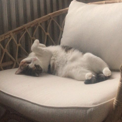 Maya
