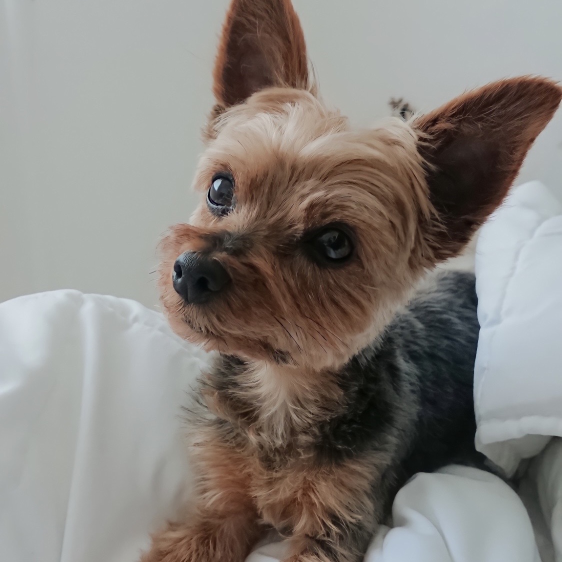 Koda