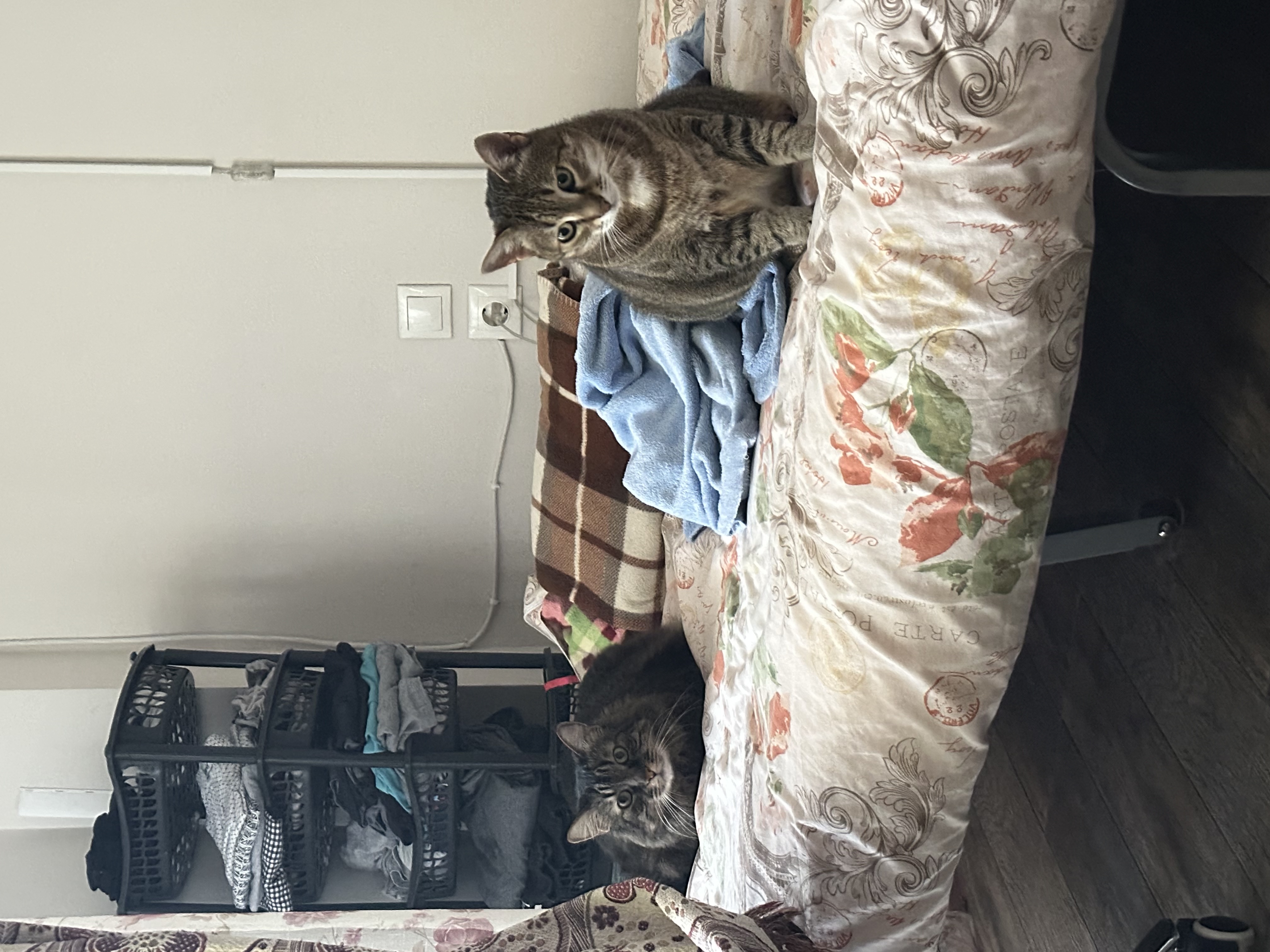 image-12