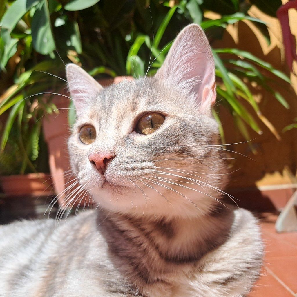 Perla