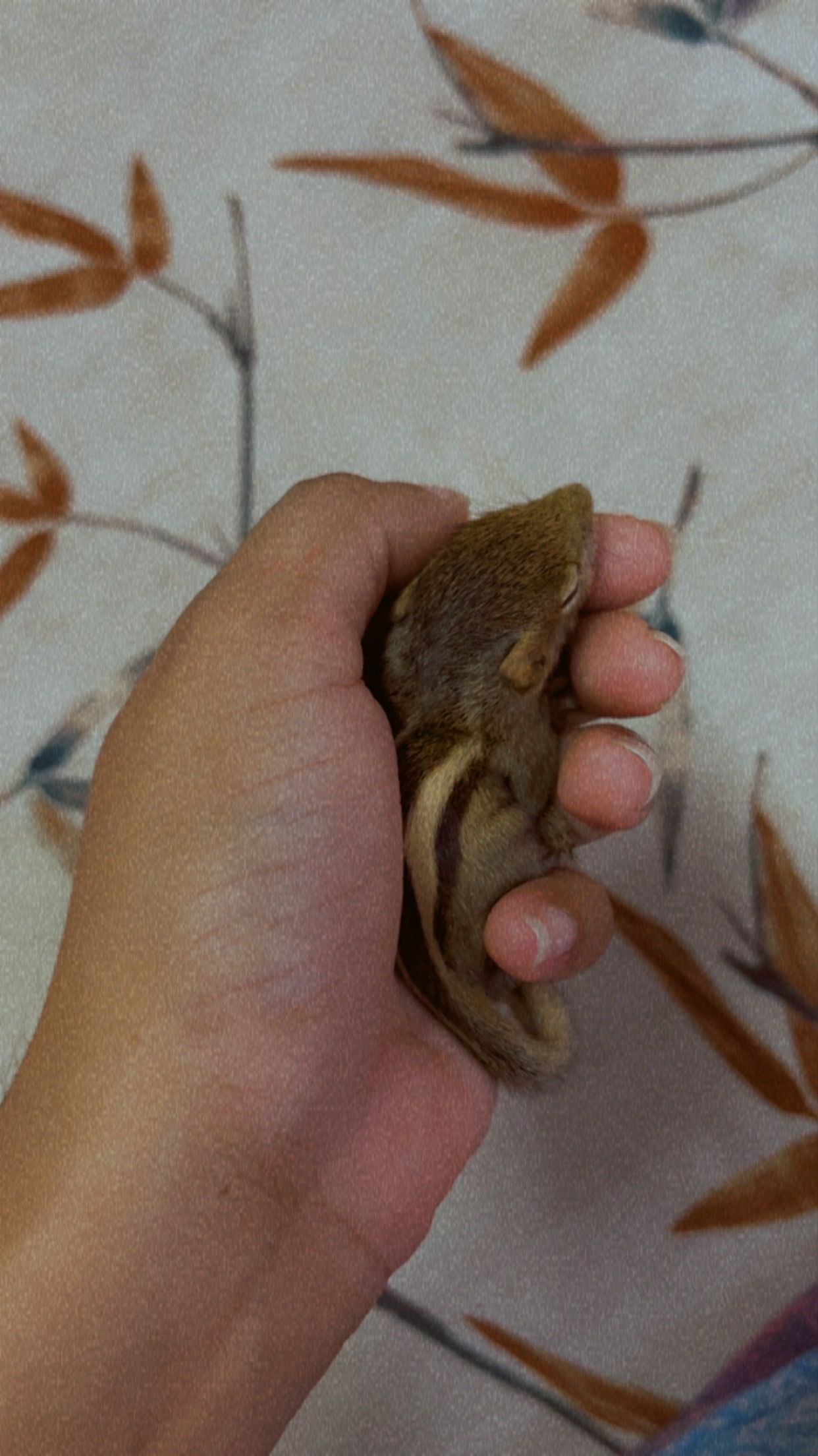 image-5