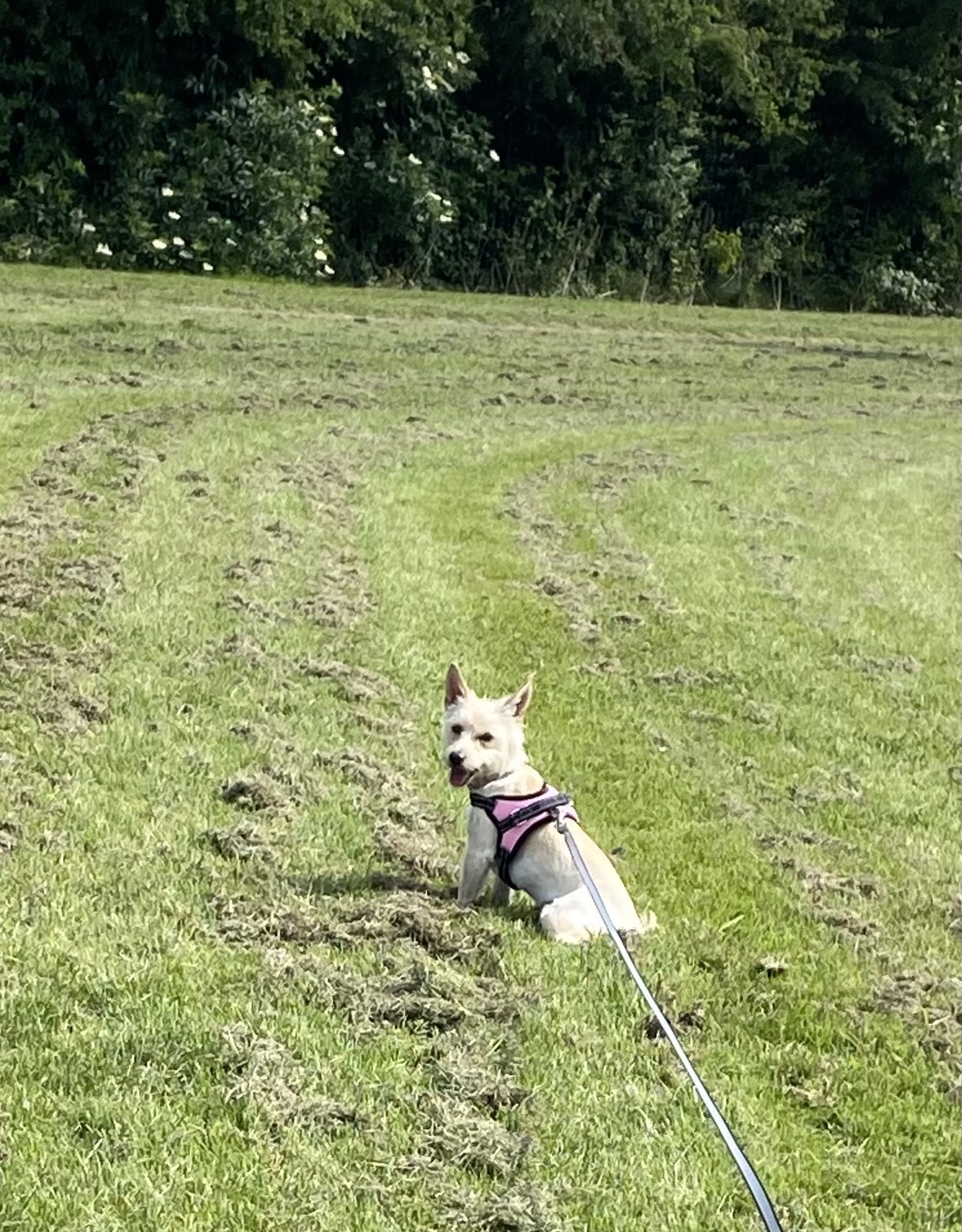 image-7
