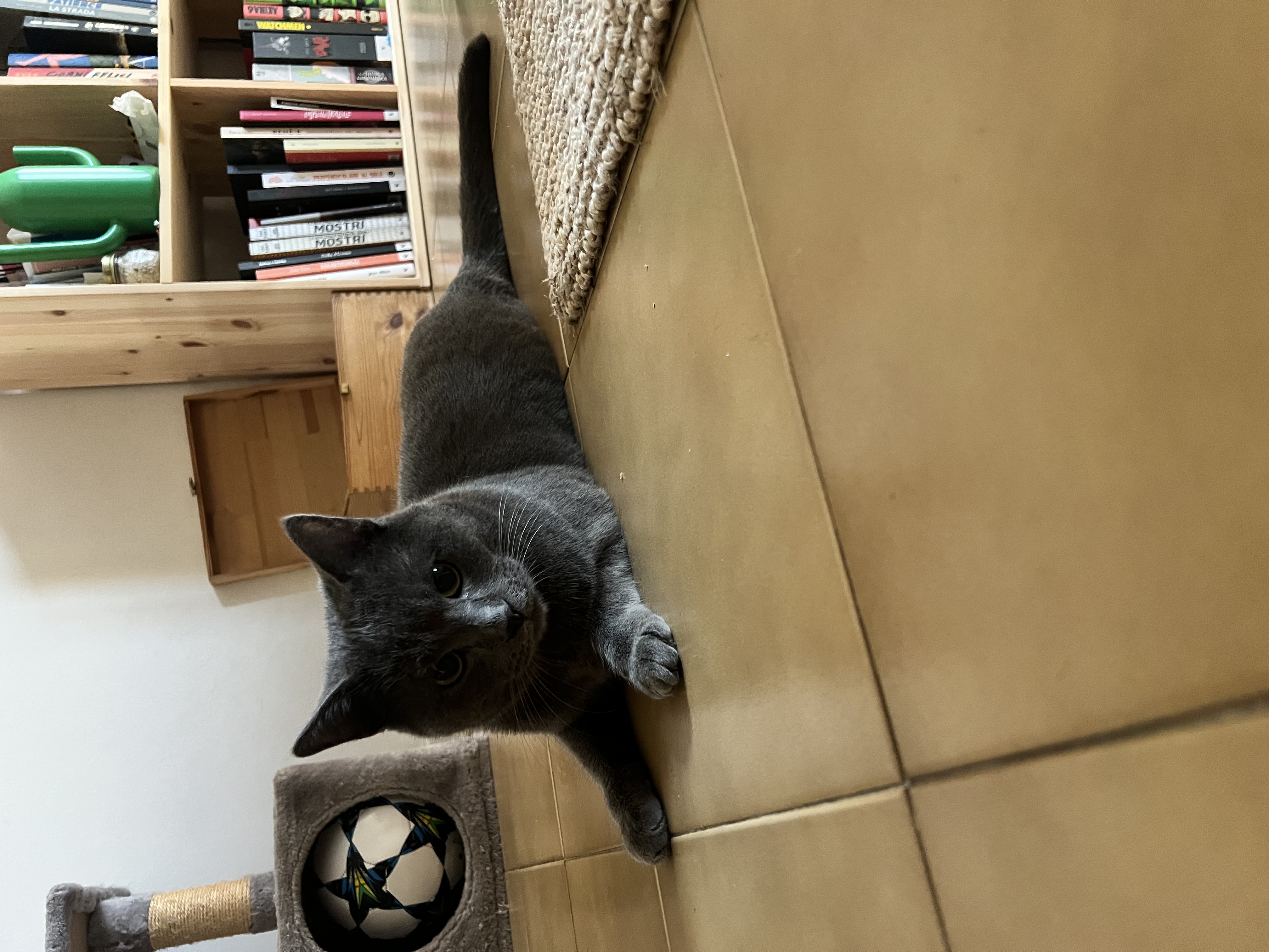 image-7