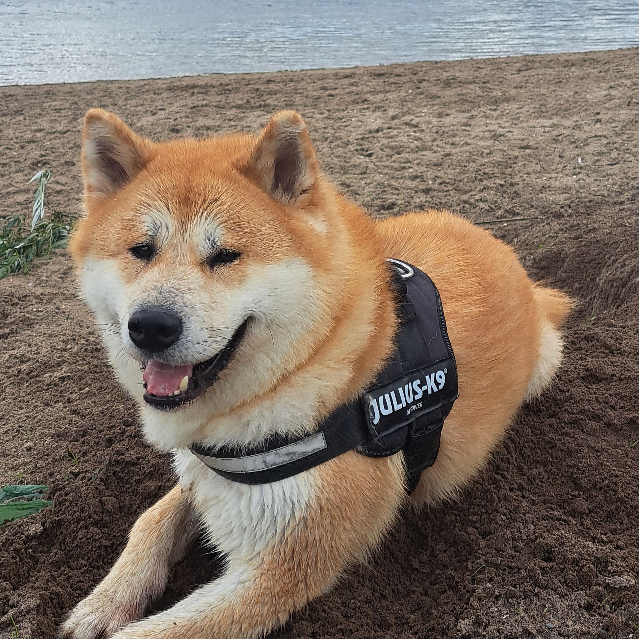 Kibo