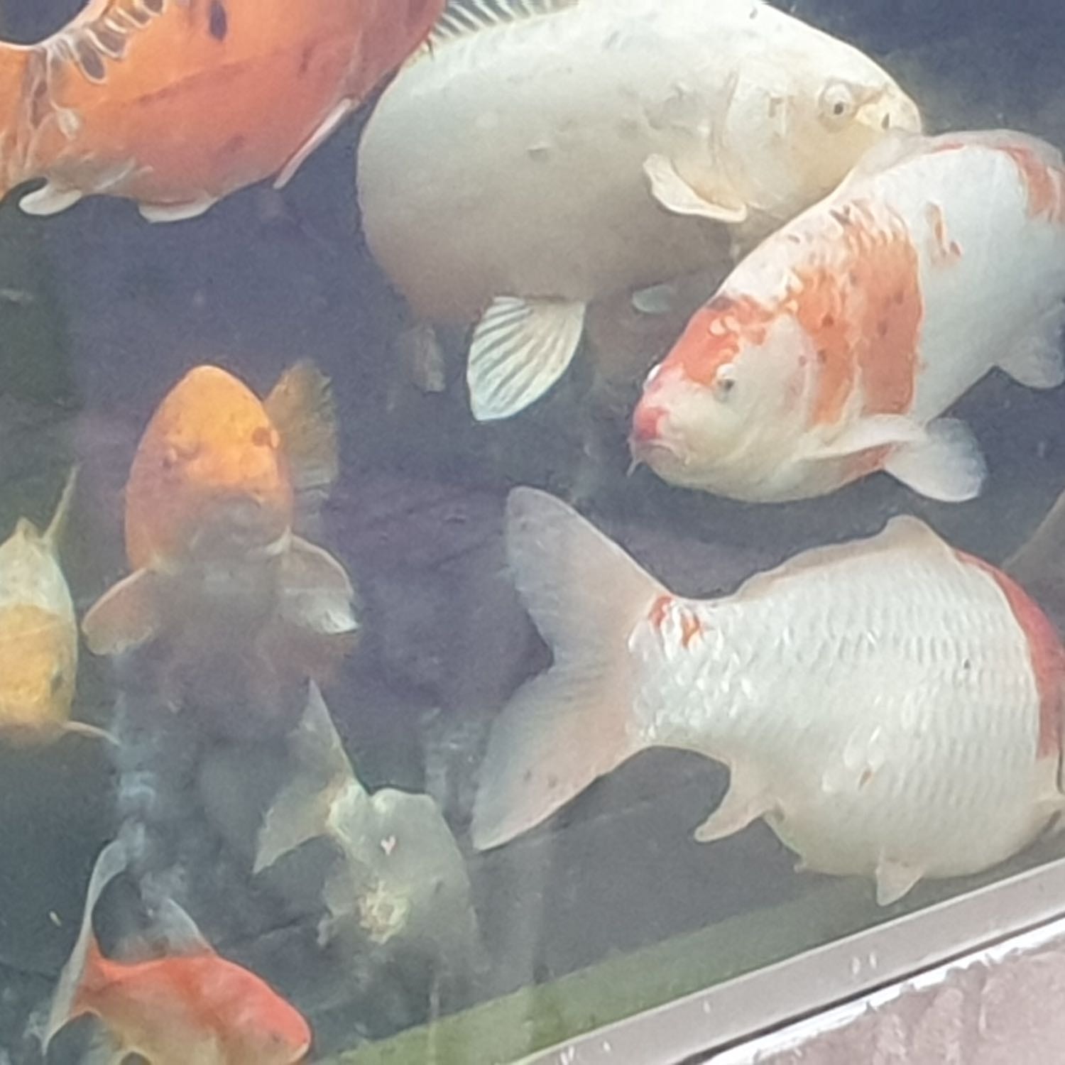 Koi & Goldfish