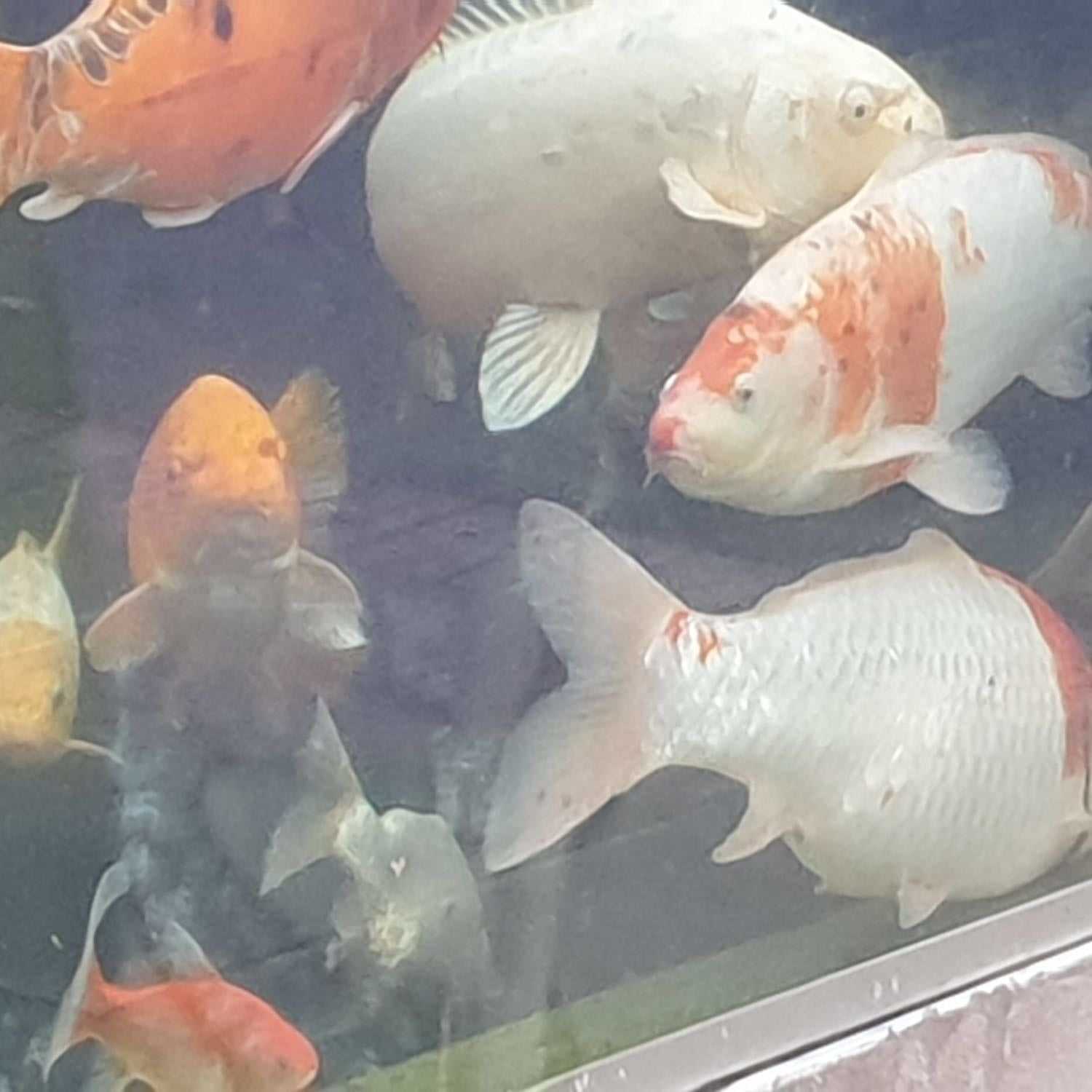 Koi & Goldfish