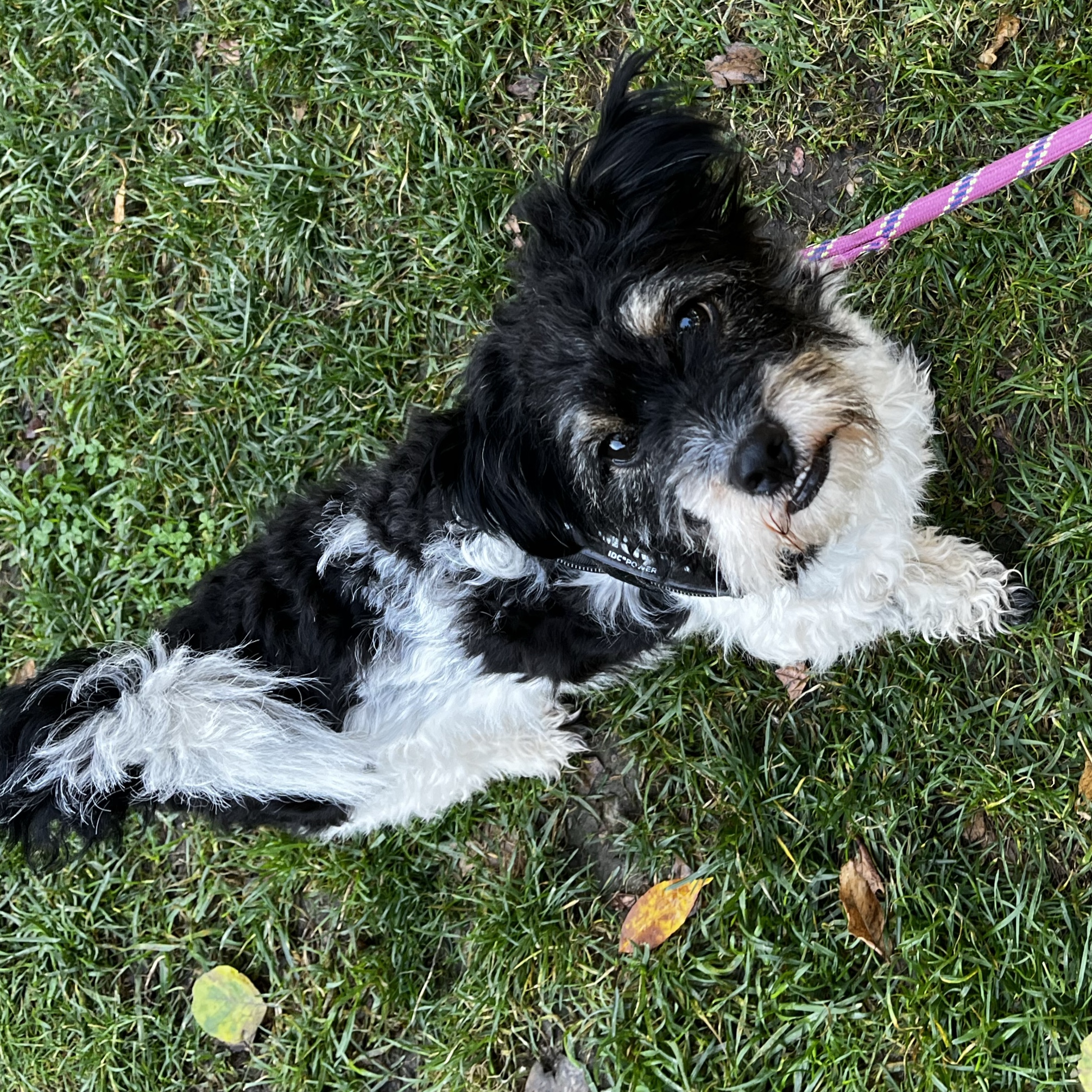 laika