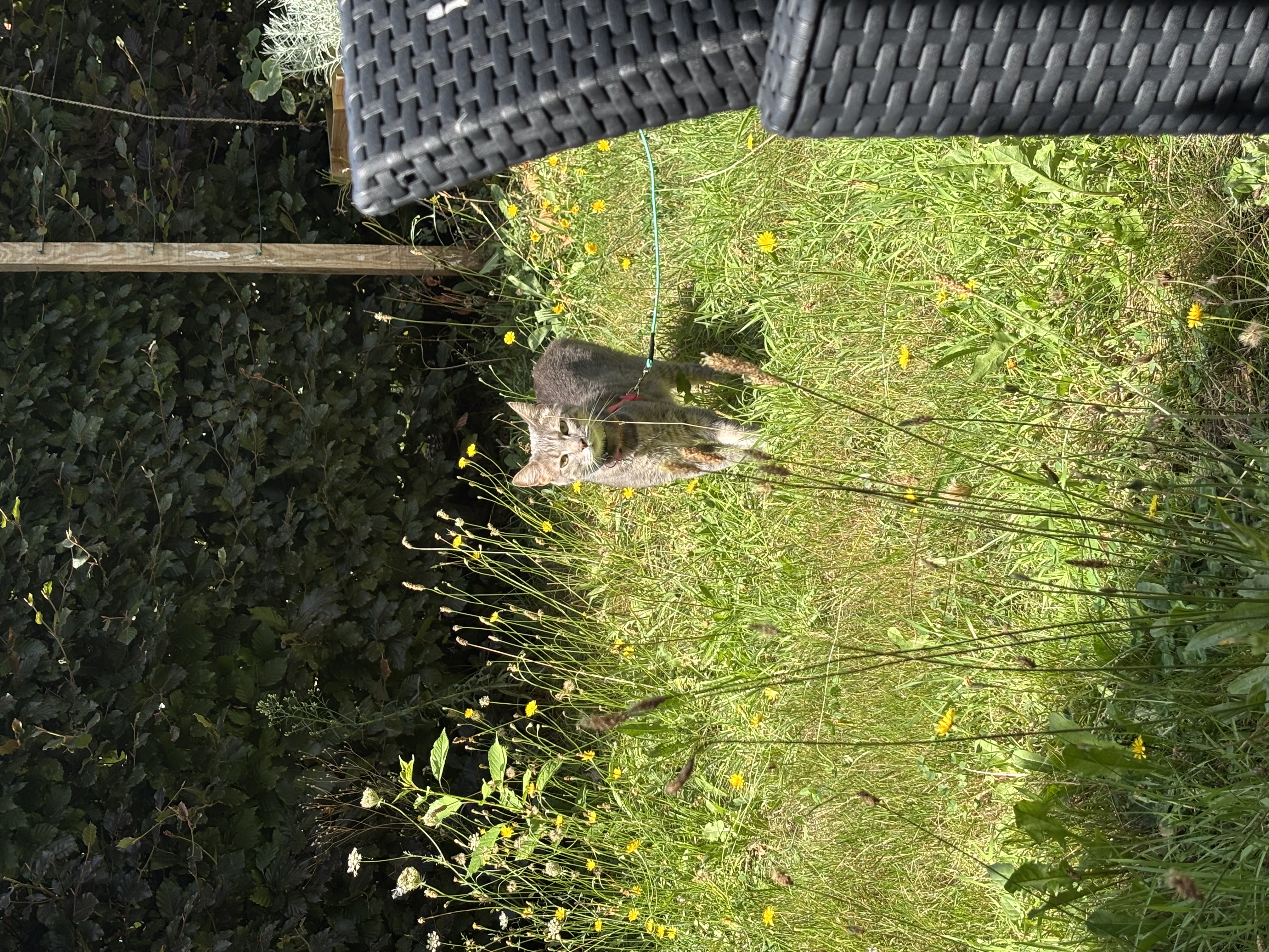 image-4