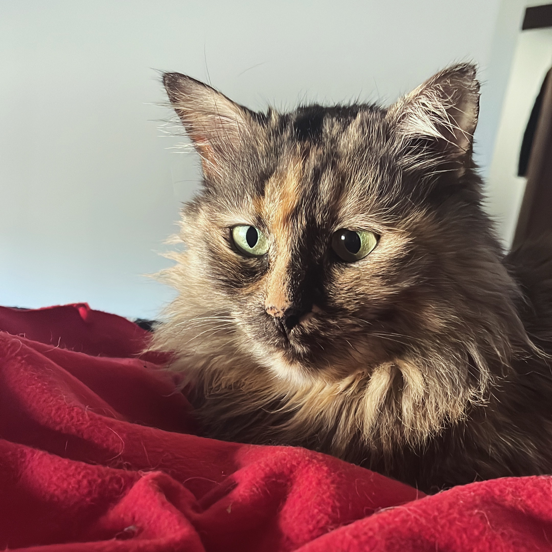Milly