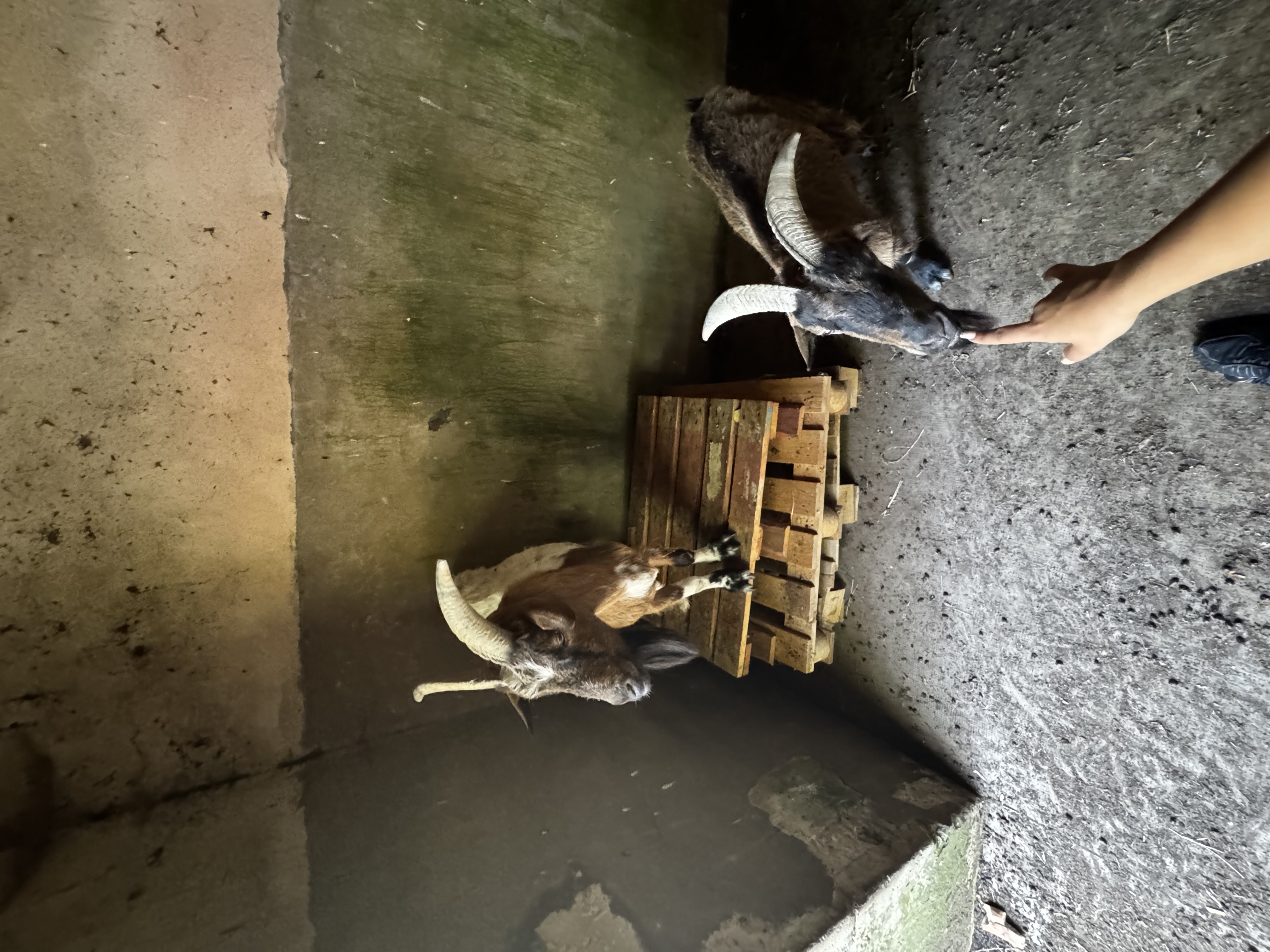 image-7