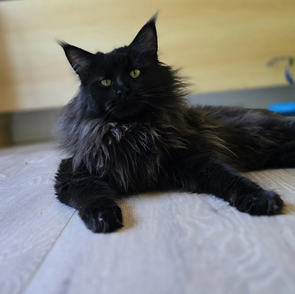 onyx