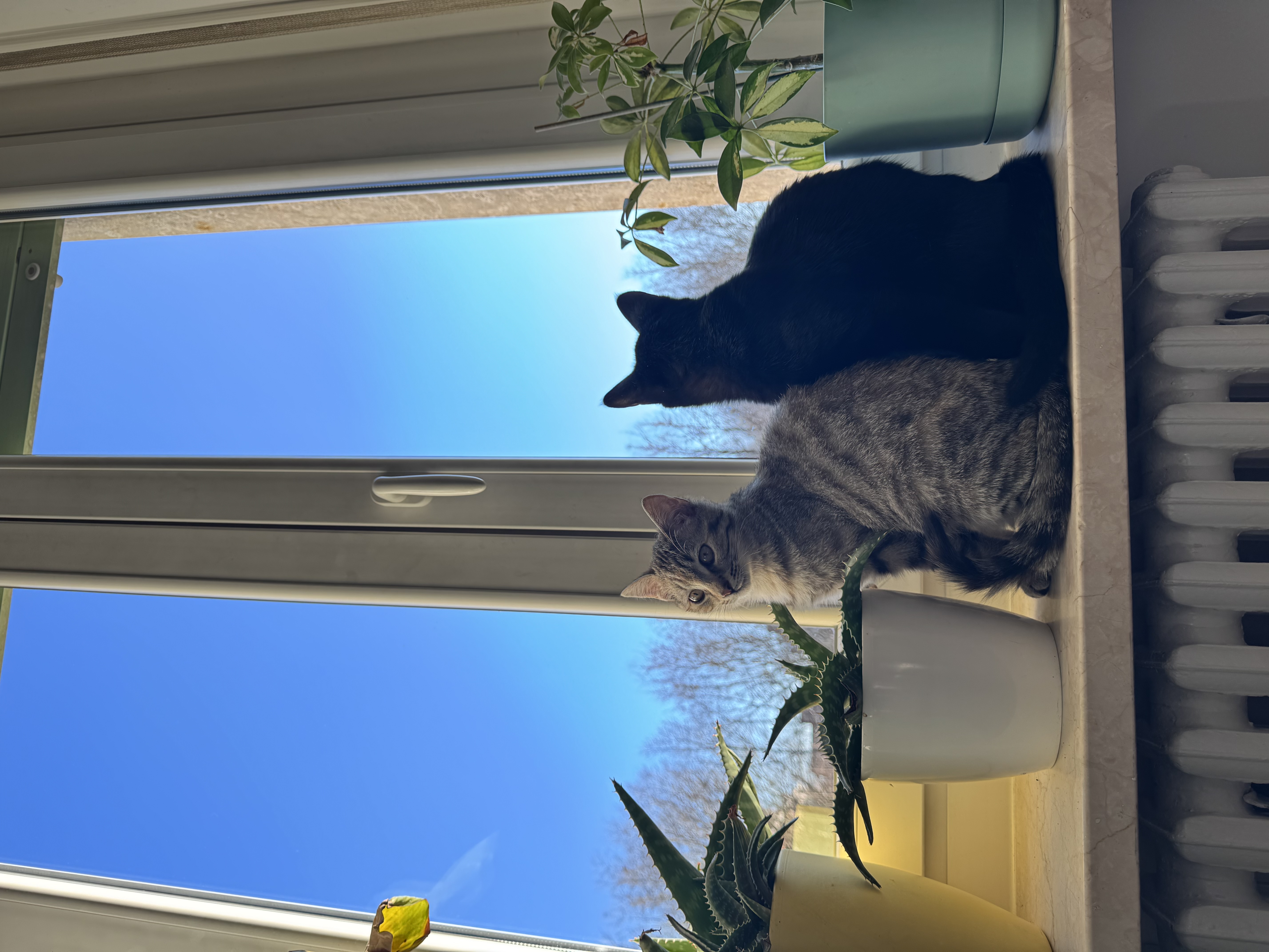 image-8