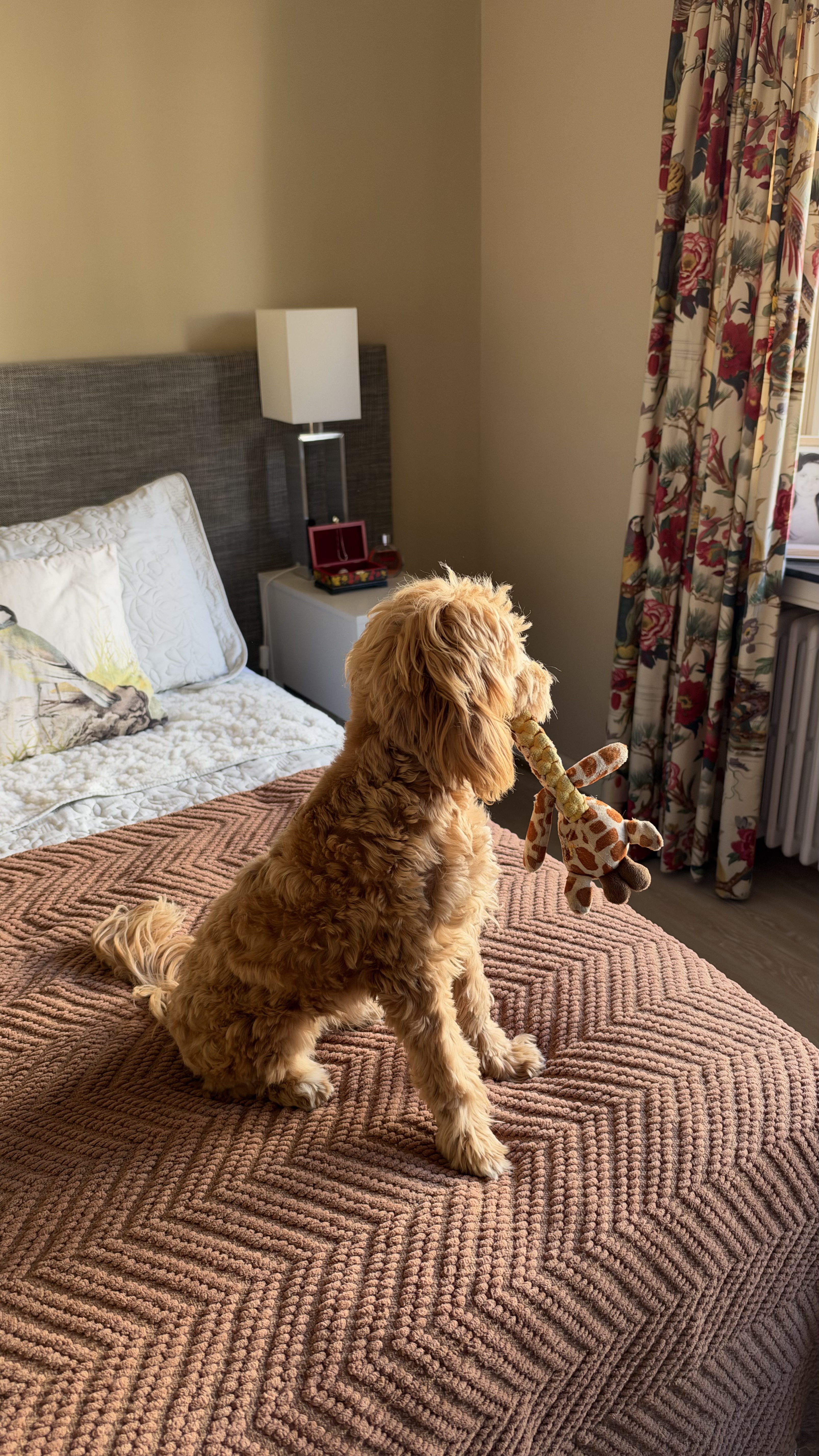 image-42