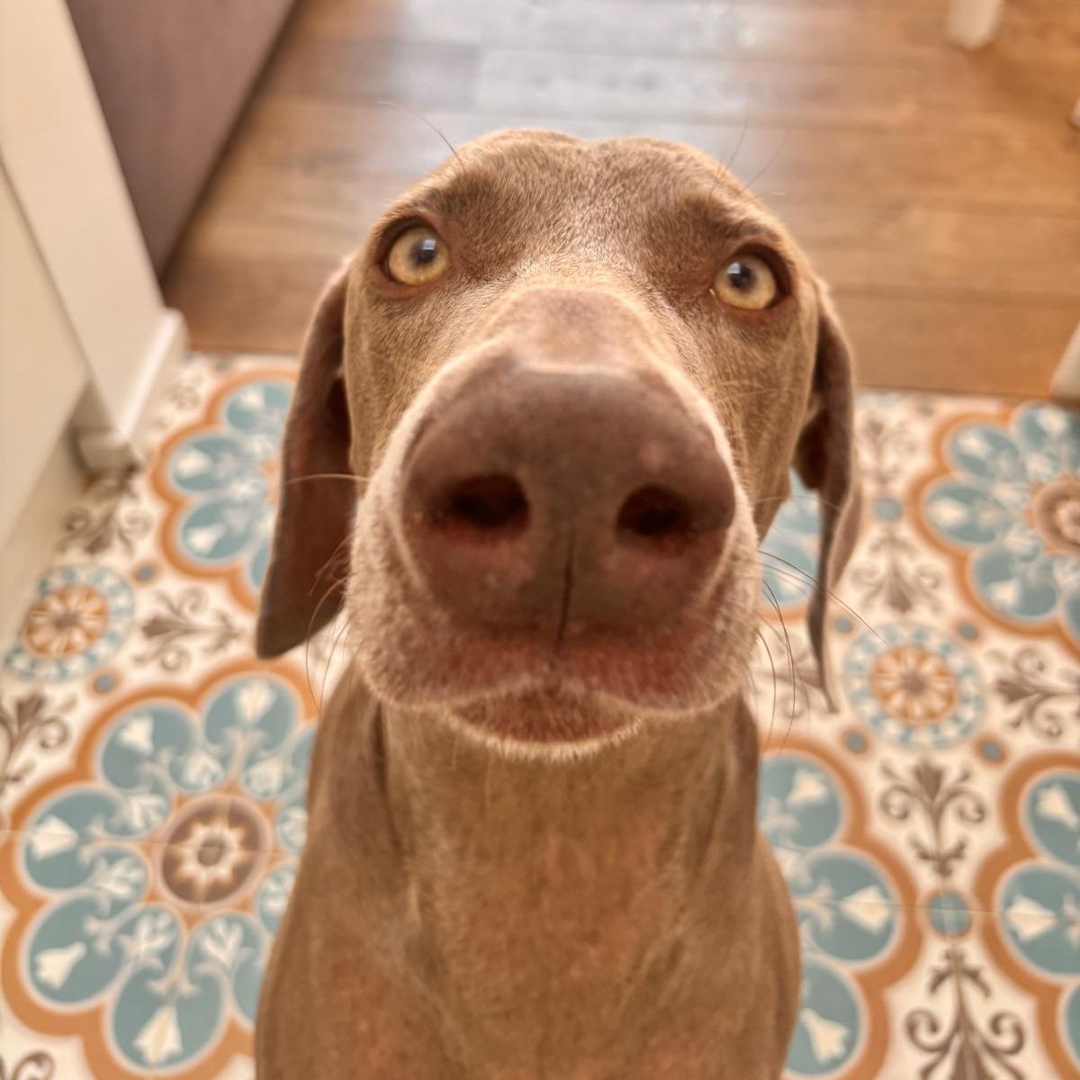 Molly