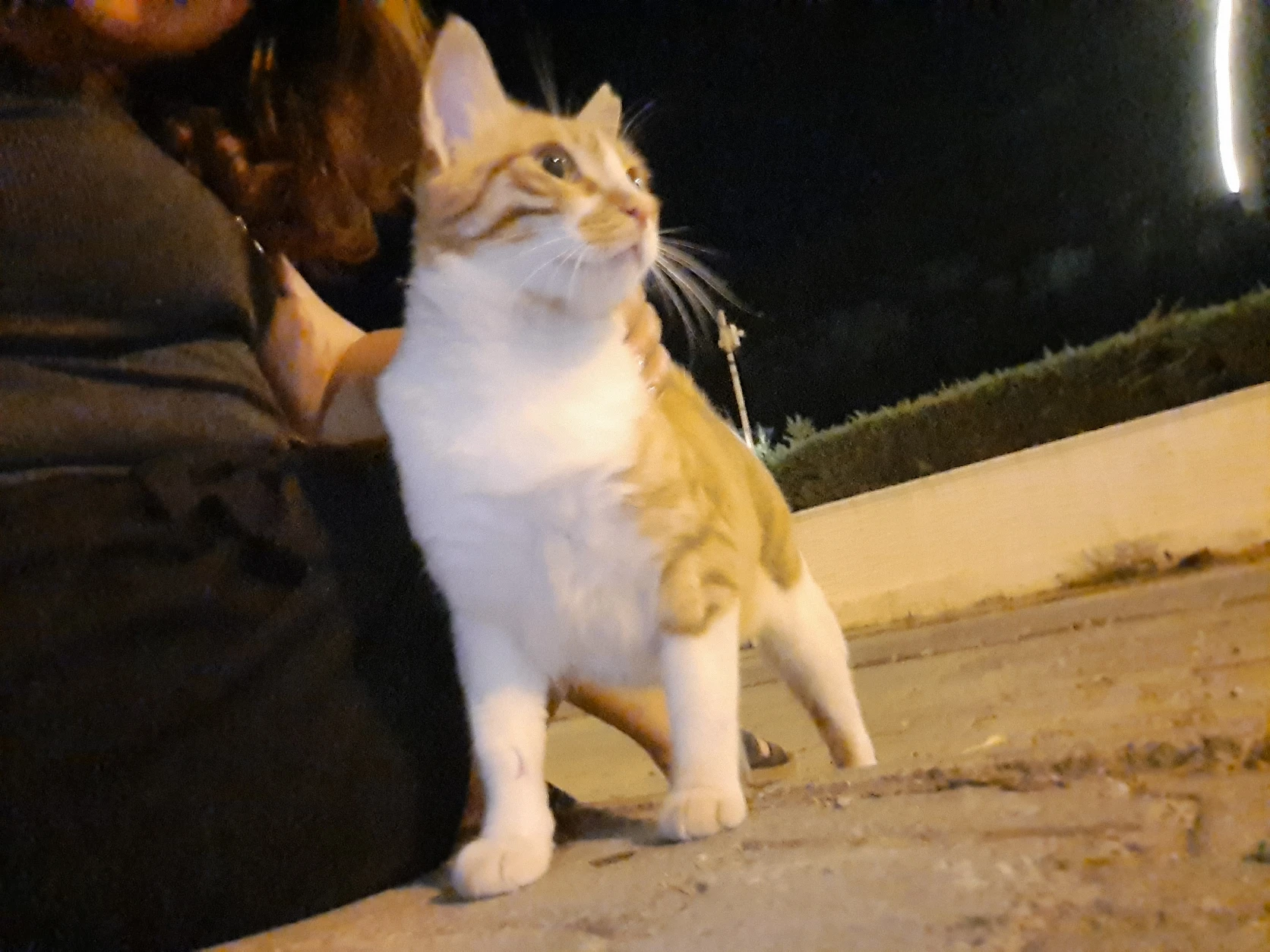 image-7