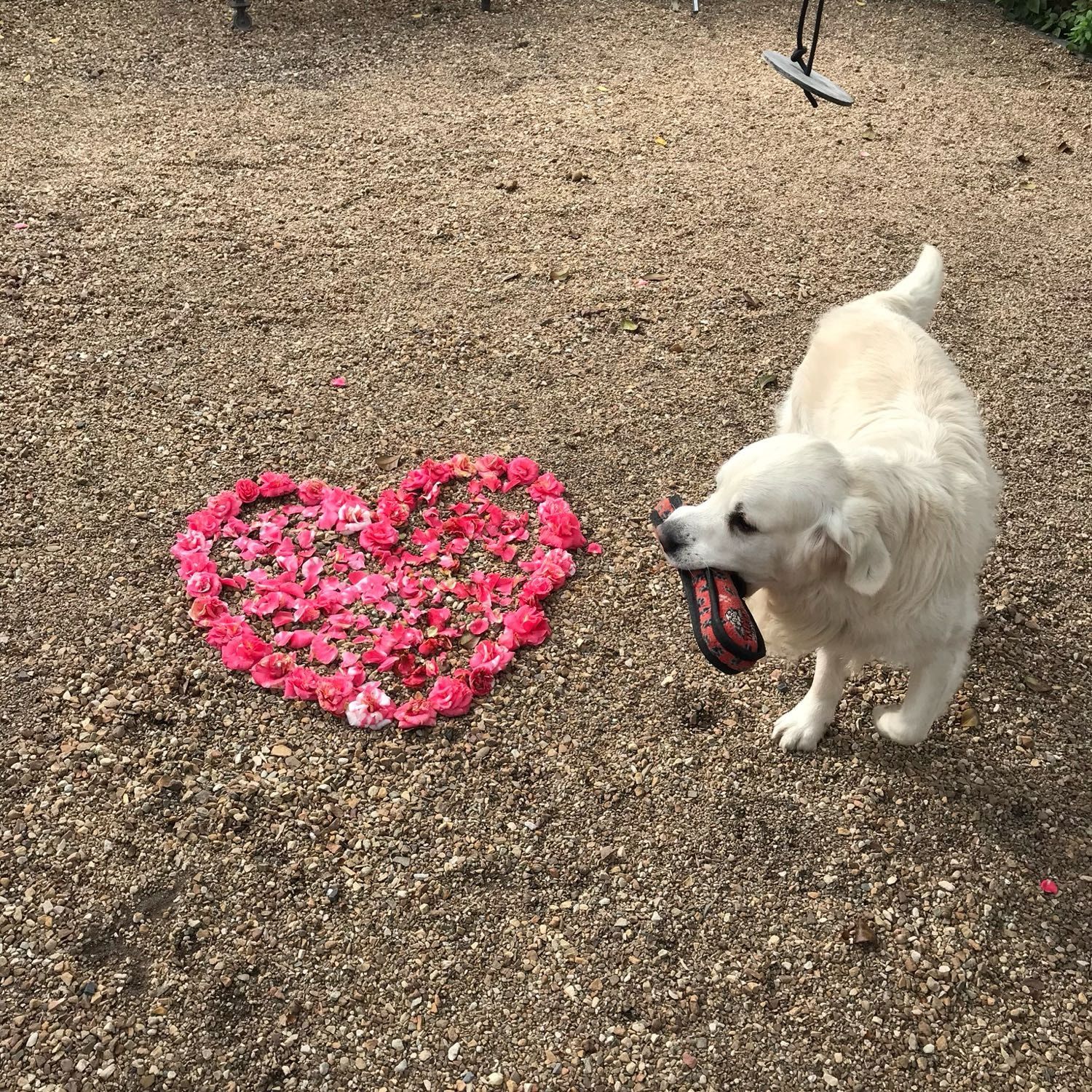 Floyd (The Goodest Boy)