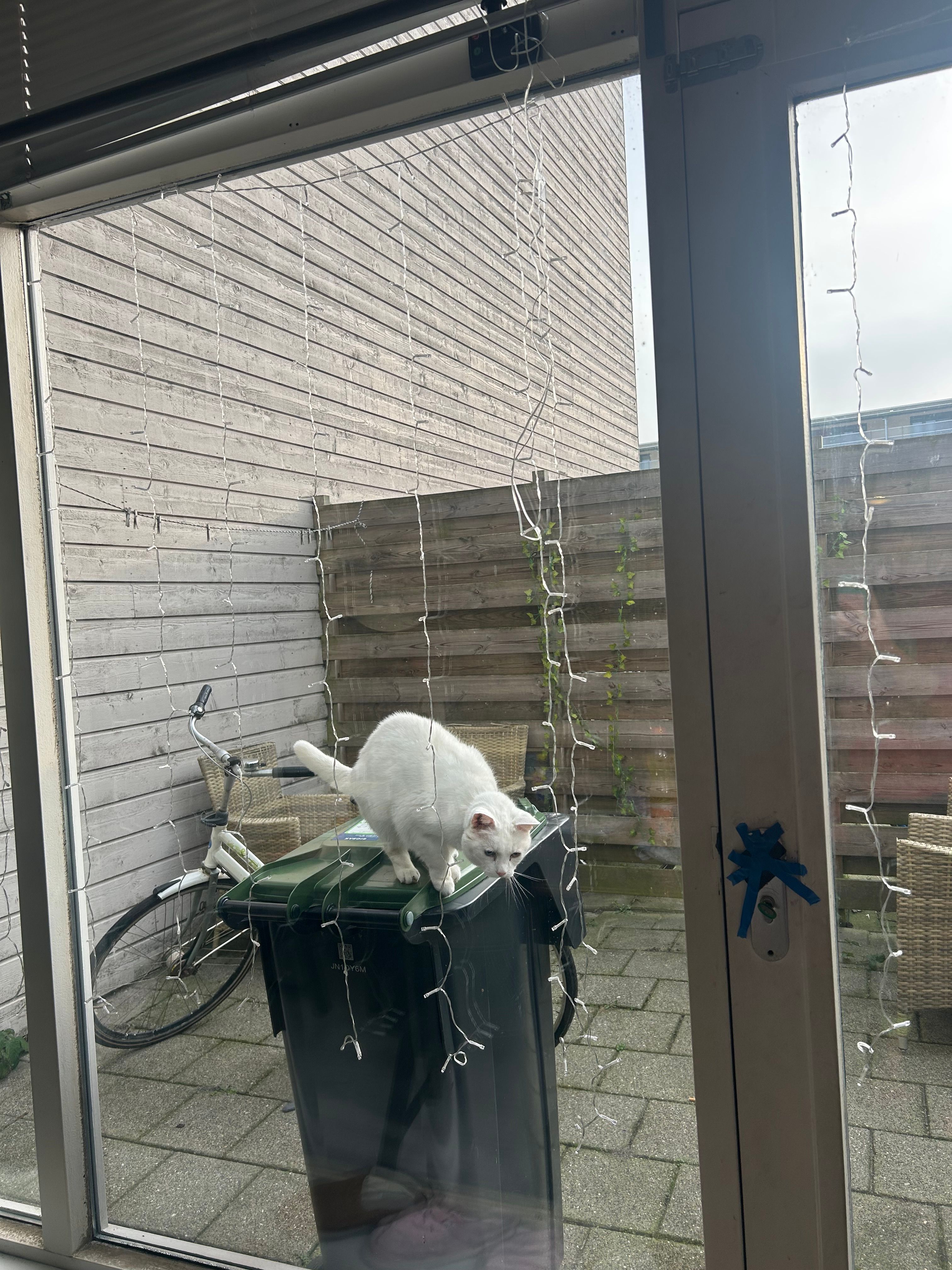 image-19