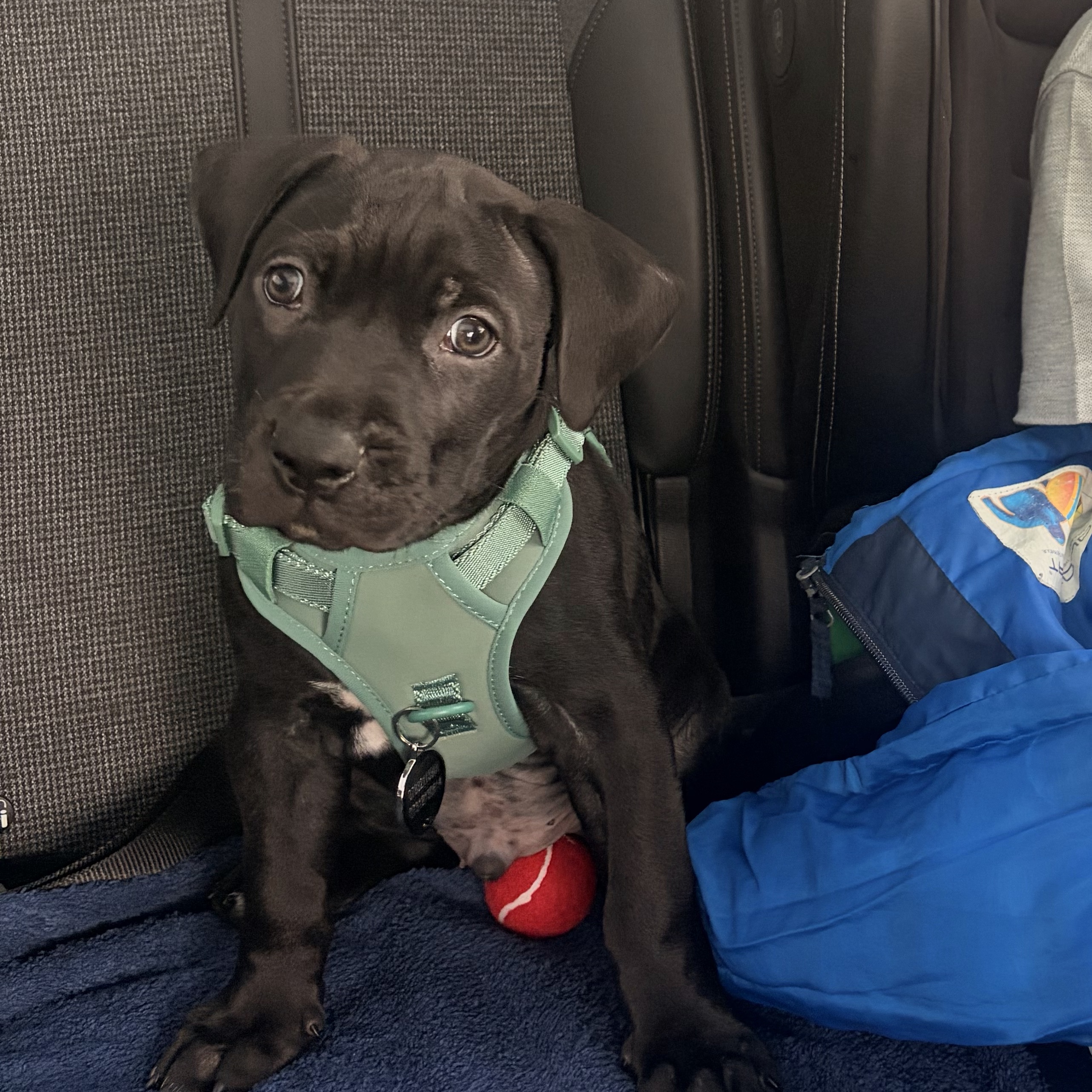 Bruce
