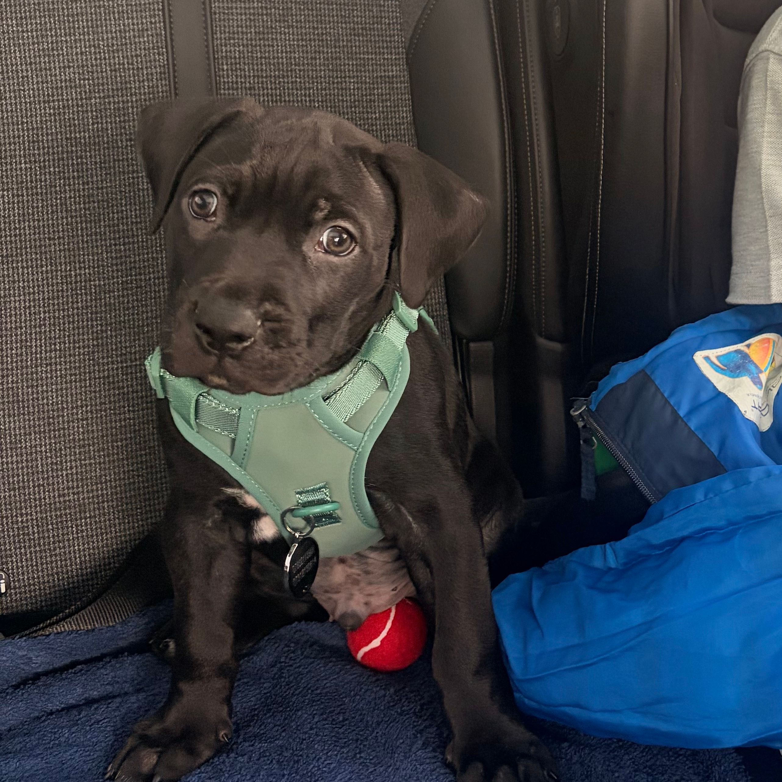 Bruce