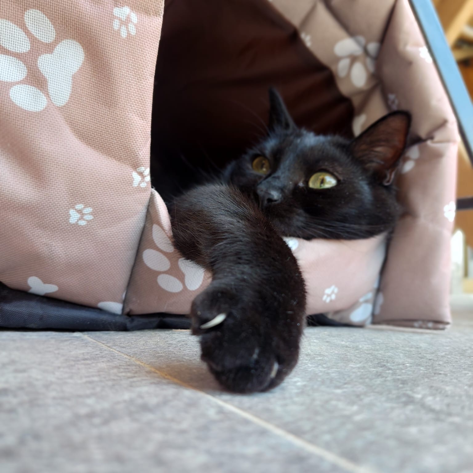Anja