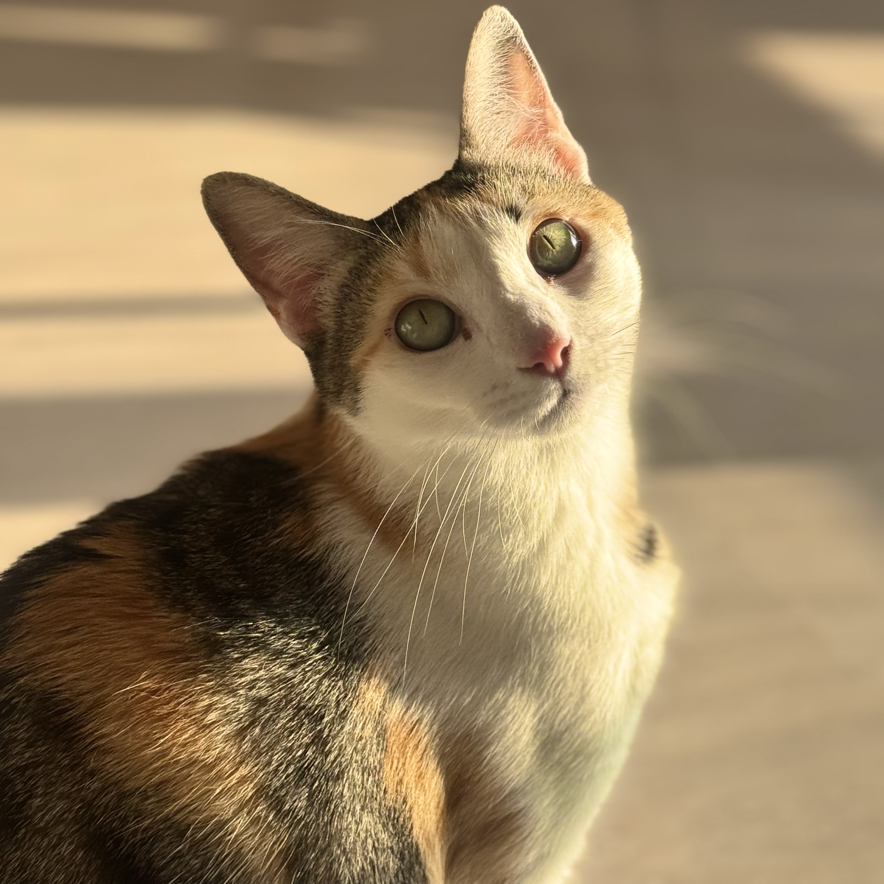 Ester 