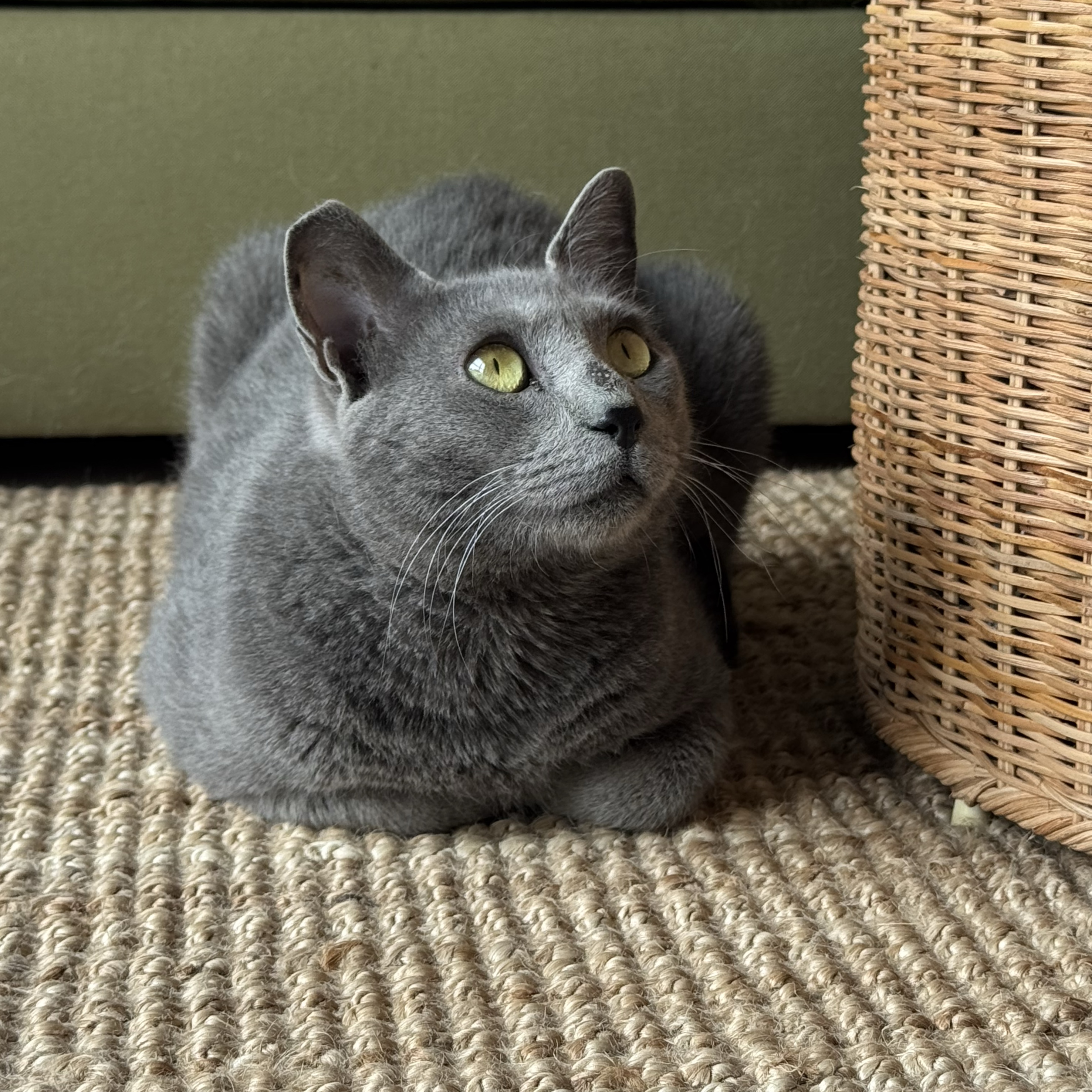 Tosca