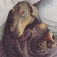 Hugo