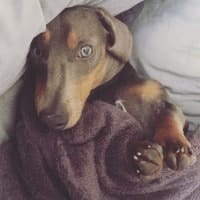 Hugo