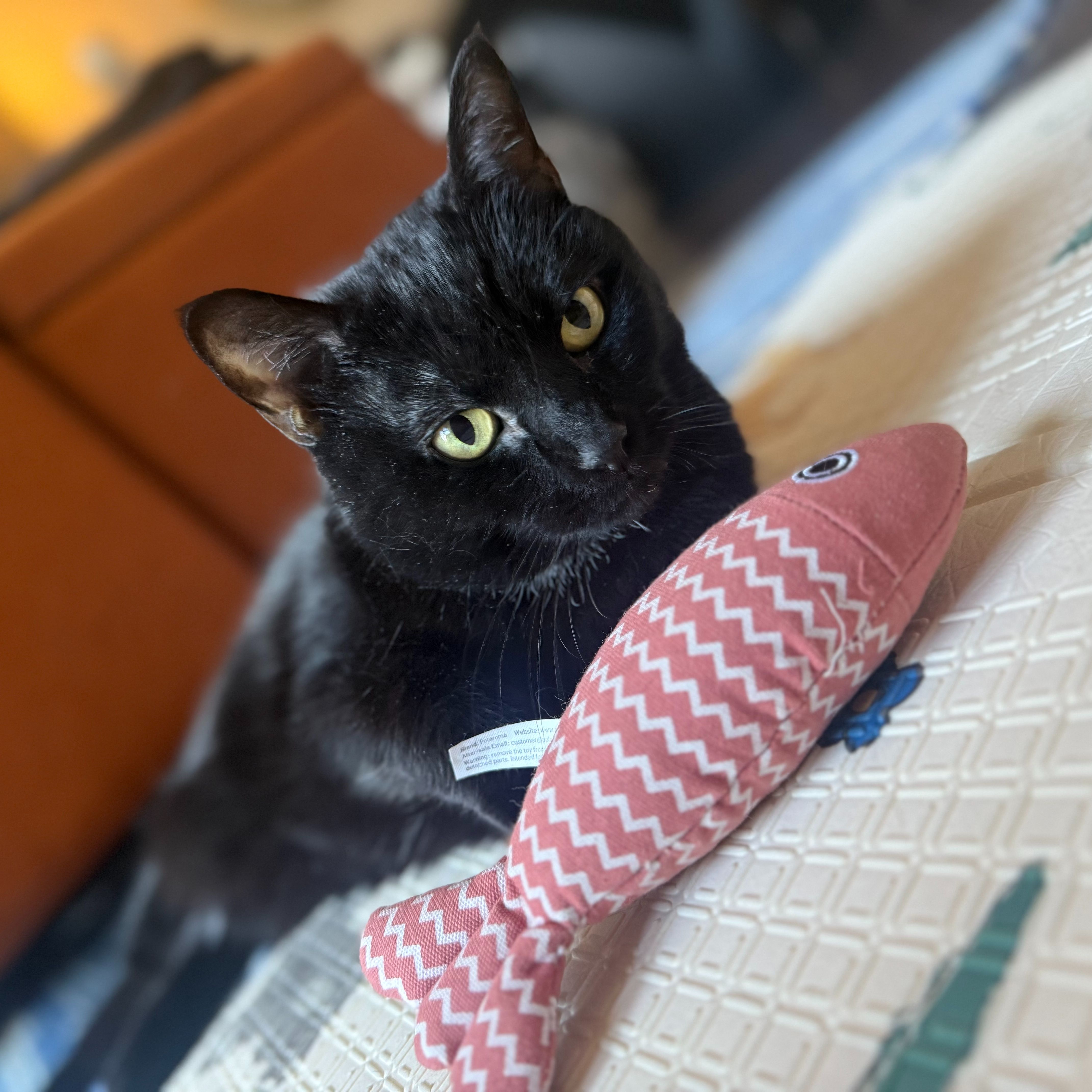 Mimi