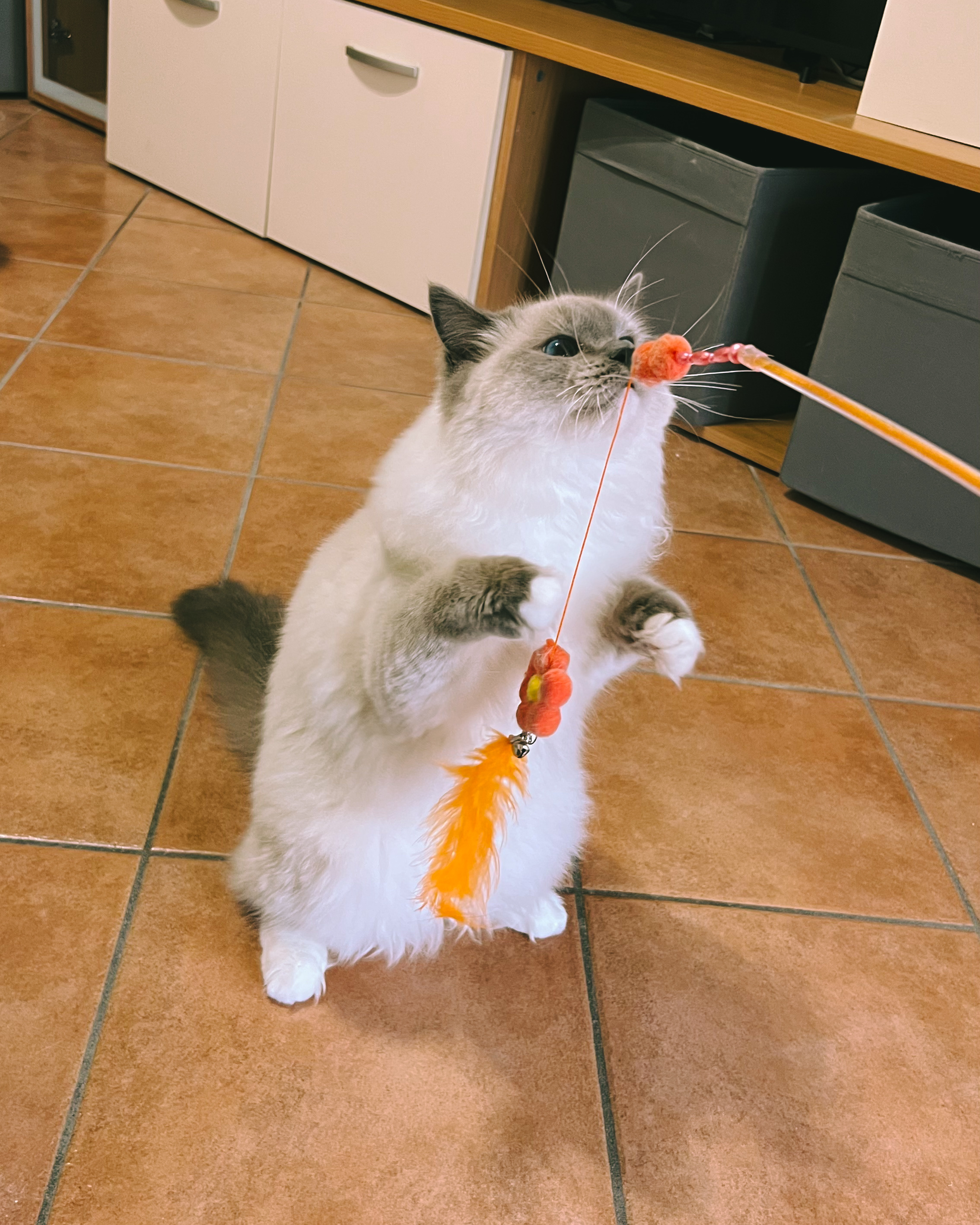 image-16