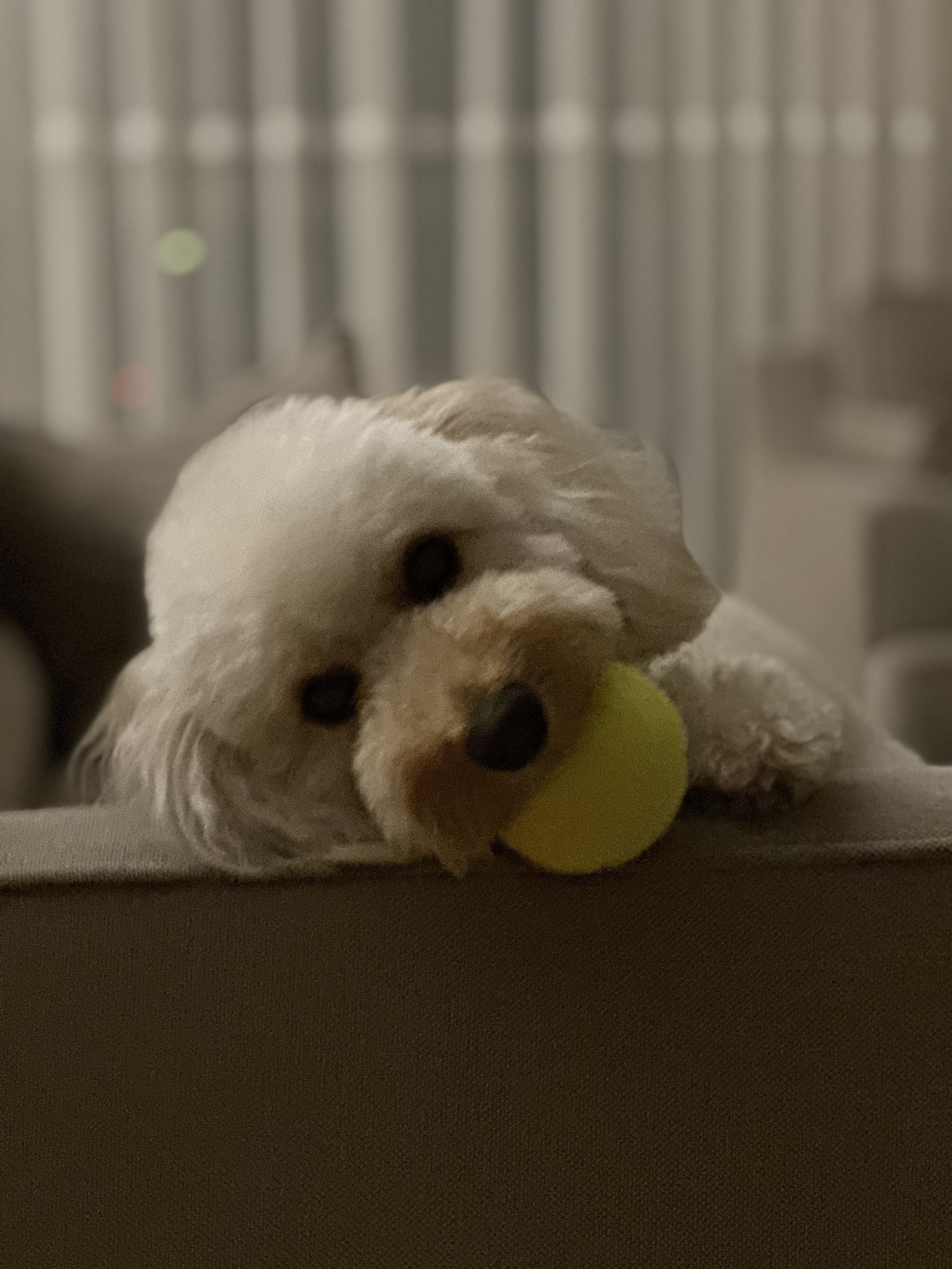 image-8