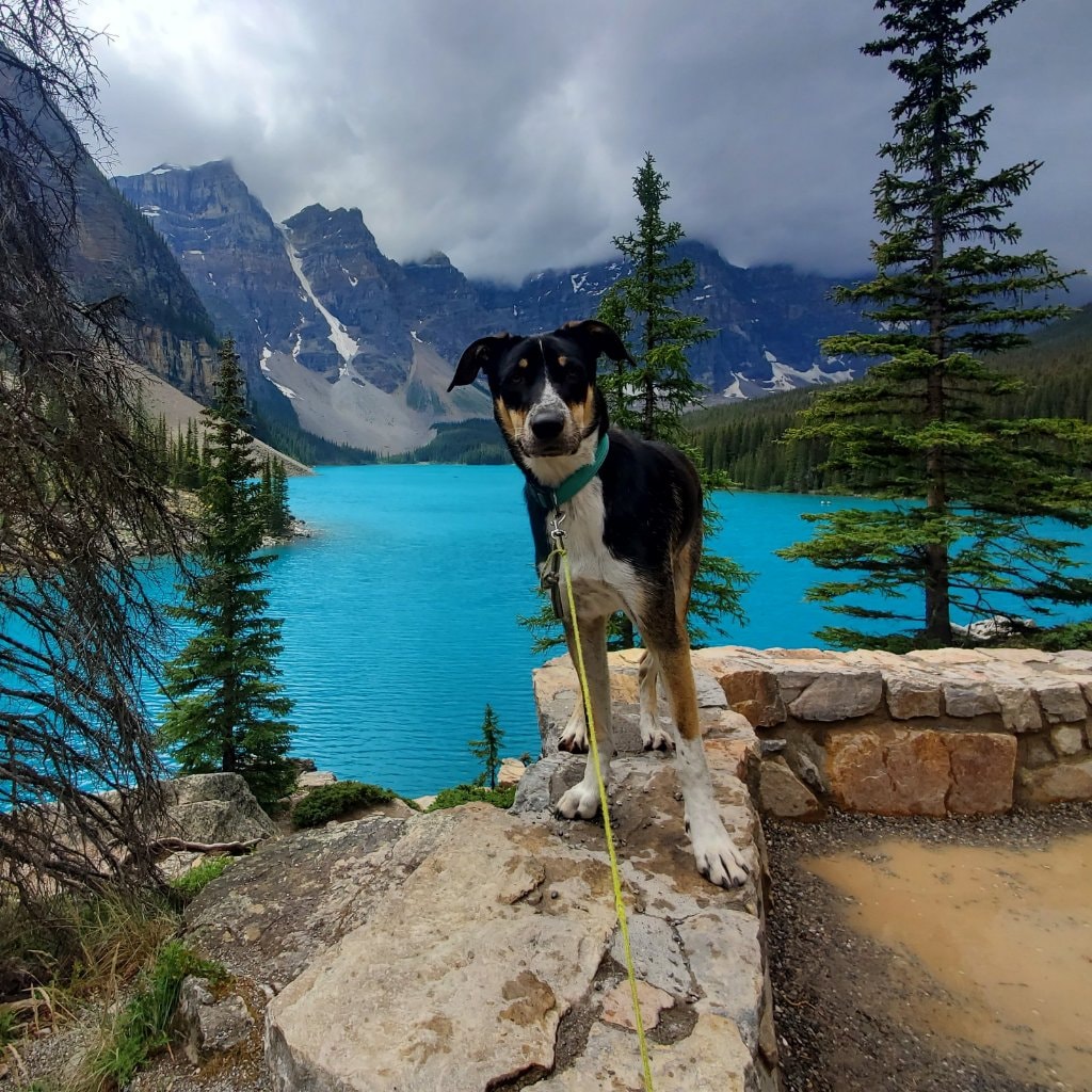 Rufus