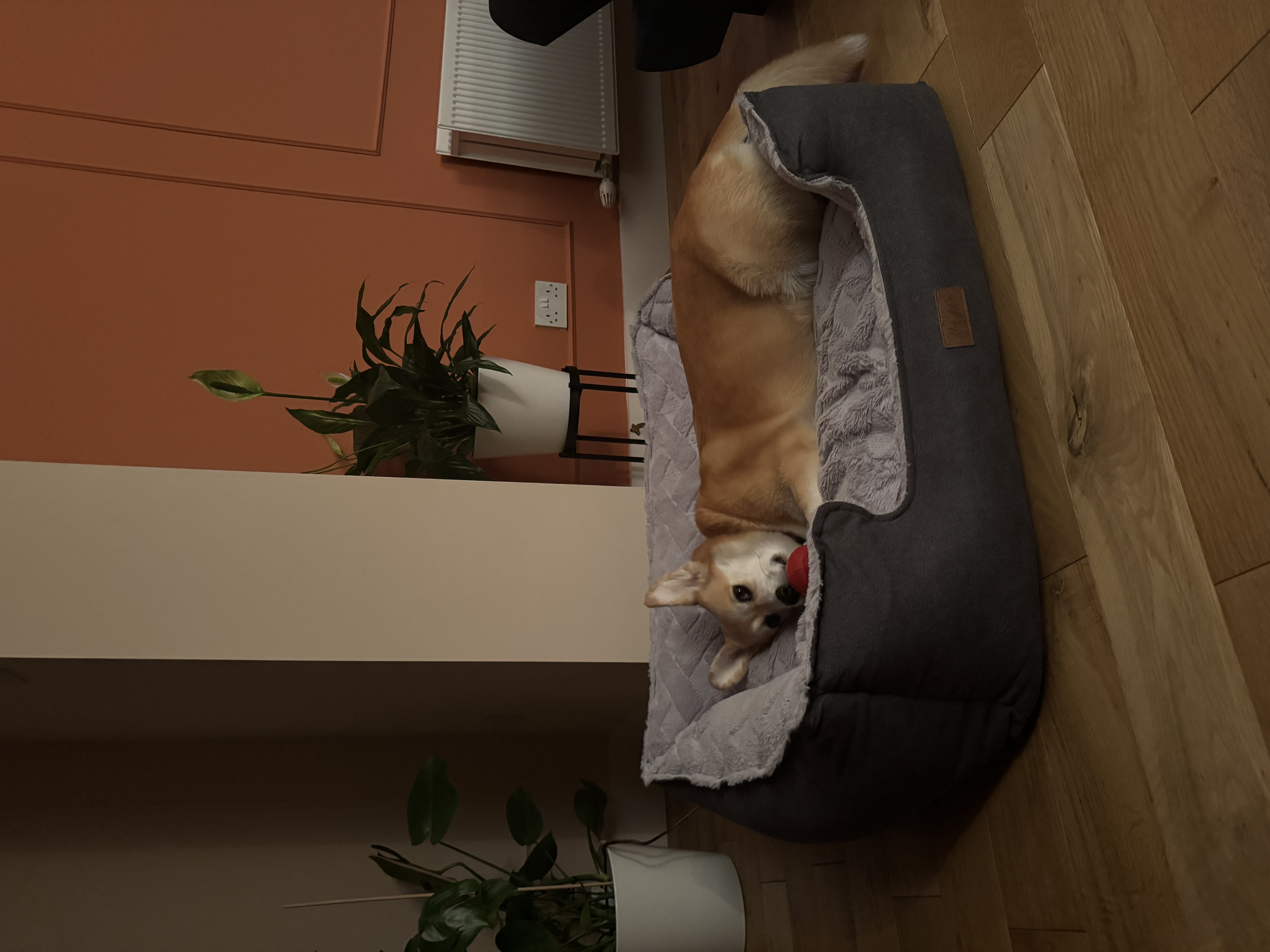 image-14