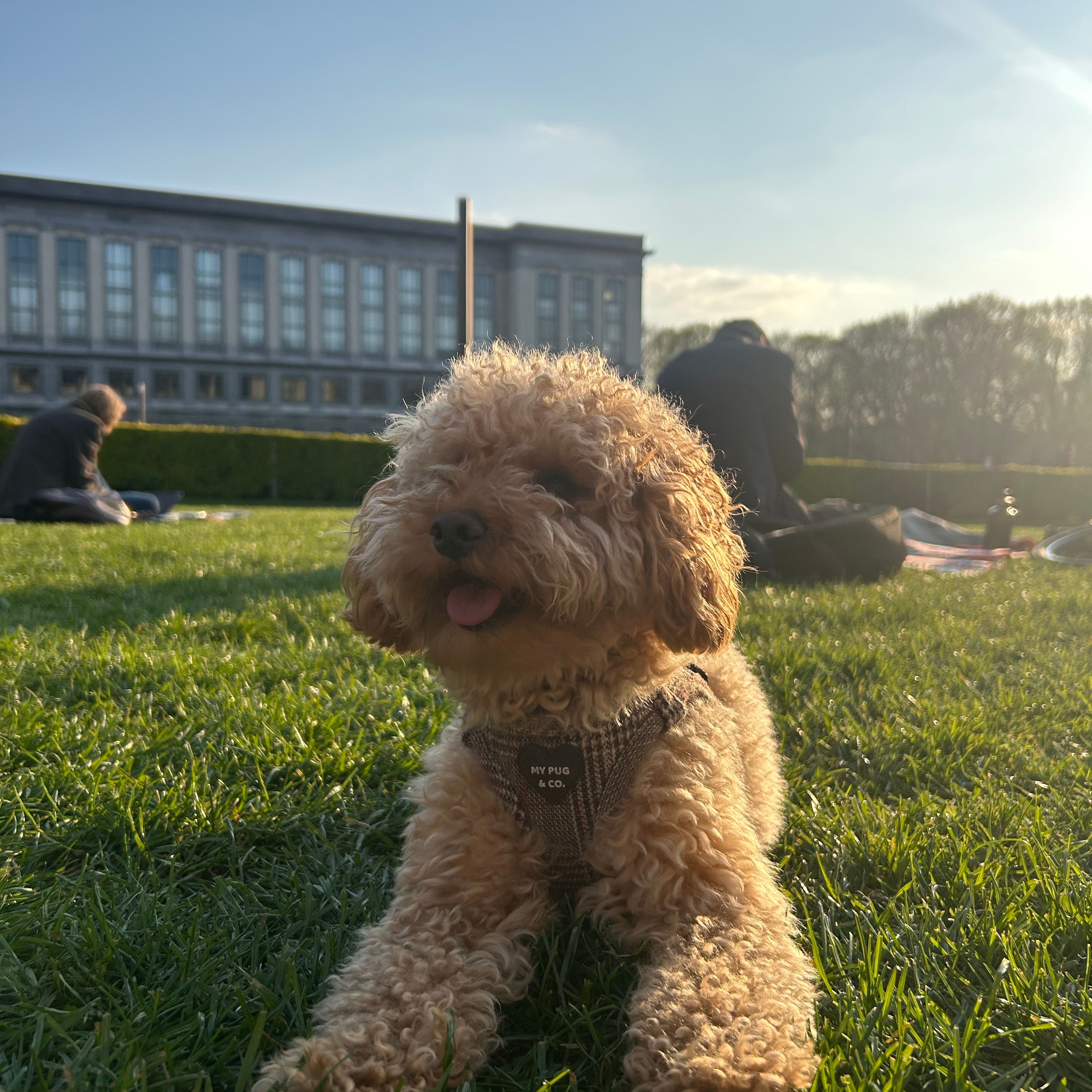 Xito