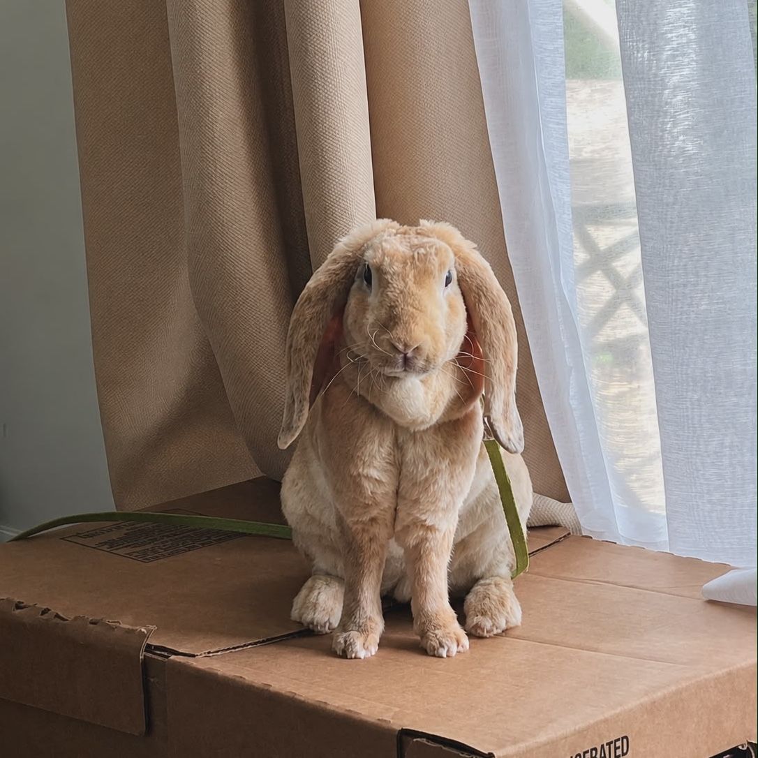 Lulu