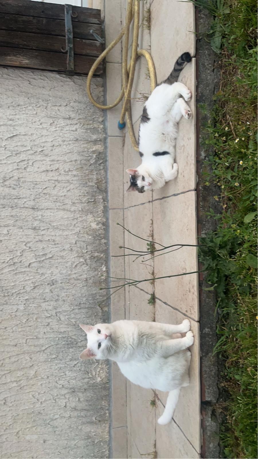 image-7