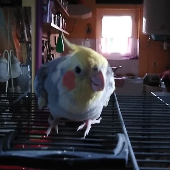 BOBI